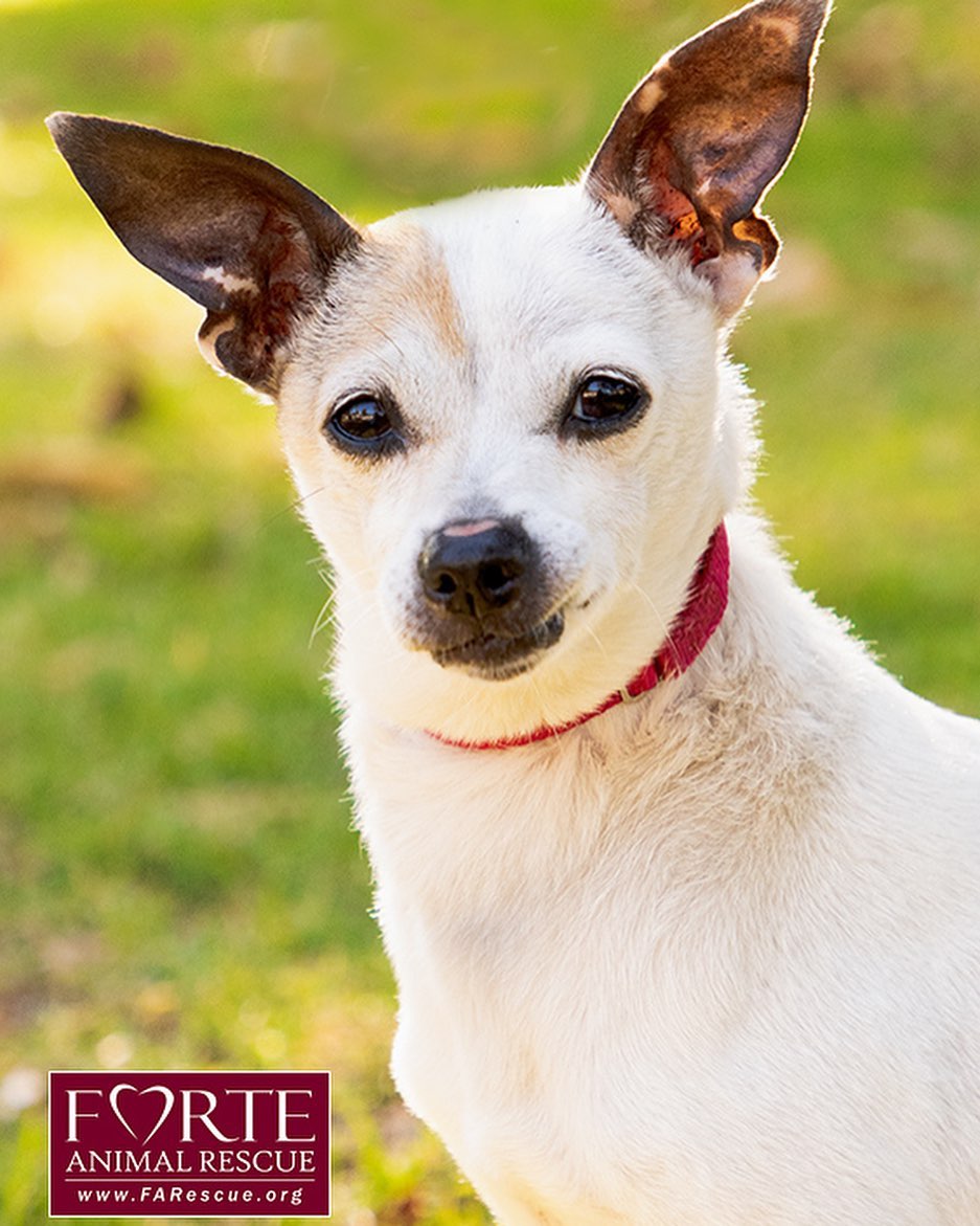 Adopt Pistachio!!! 💚💫
・・・
I don’t know how I ended up in the pound, but I’m glad I’m out of there. I’m a bit scared of new things initially, so it takes me a little while to warm up. 🥰 I’m not a social butterfly but I’m learning to be calm around other dogs. If the right family can take the time to show me what true love and affection is, I know I’ll become your sweet, happy companion! 🐕
・・・
www.adoptapet.com/pet/31558702
・・・
<a target='_blank' href='https://www.instagram.com/explore/tags/rescuedogsofinstagram/'>#rescuedogsofinstagram</a> <a target='_blank' href='https://www.instagram.com/explore/tags/forteanimalrescue/'>#forteanimalrescue</a> <a target='_blank' href='https://www.instagram.com/explore/tags/adoptdontshop/'>#adoptdontshop</a> <a target='_blank' href='https://www.instagram.com/explore/tags/rescuedog/'>#rescuedog</a> <a target='_blank' href='https://www.instagram.com/explore/tags/igdogs/'>#igdogs</a> #🐶