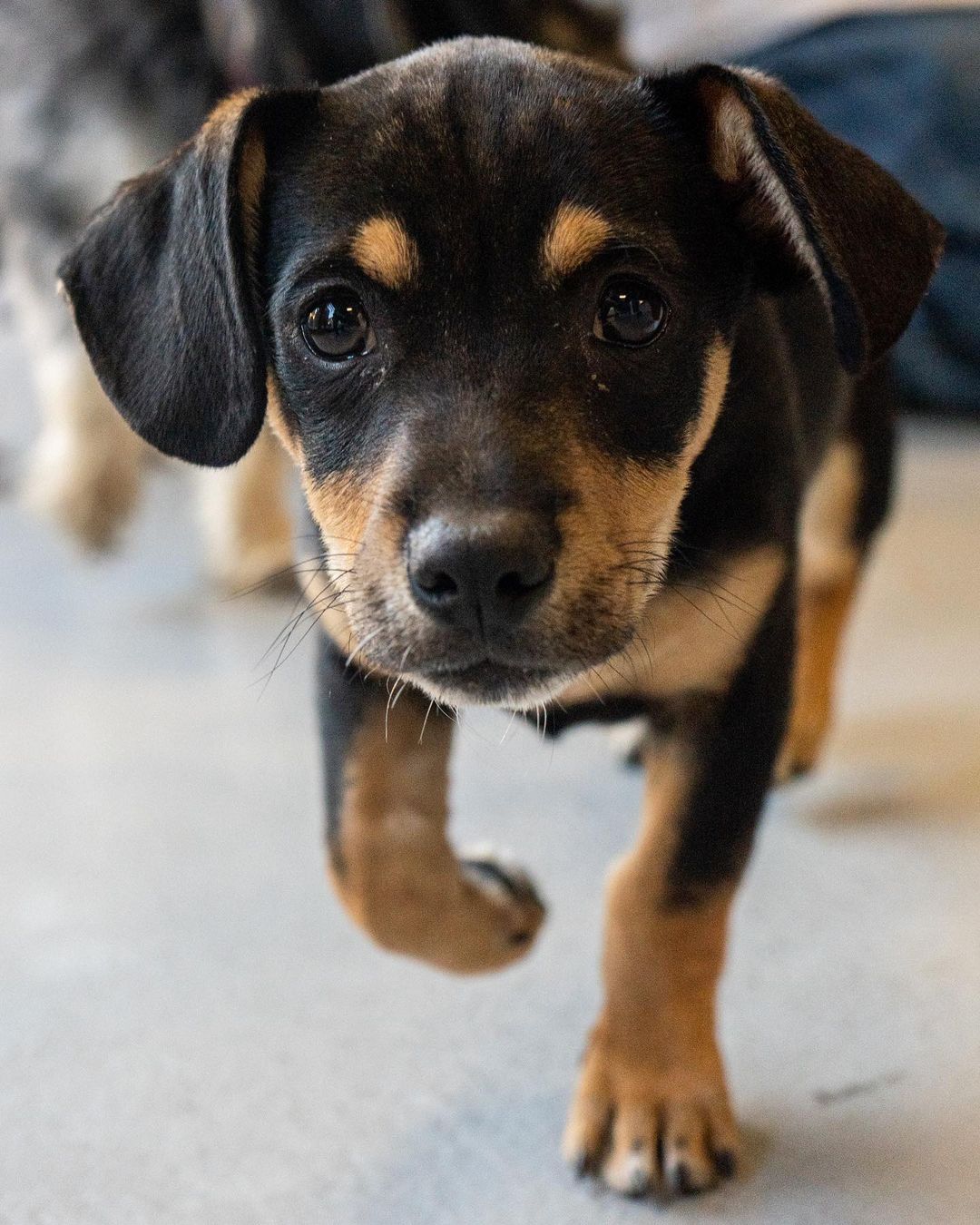 🚨 PUPPY ALERT! 🚨
MEET JAMESON! 🧡

Jameson is the SWEETEST little 8 week old, Male, Dachshund/Beagle Mix. 

He loves to voice around with his foster family. Is great with kids and other dogs and just wants to playyyyy. 

Apply to adopt Jameson on our website:

📮 WagmorPets.org/Adoption

🧡 <a target='_blank' href='https://www.instagram.com/explore/tags/blackfriday/'>#blackfriday</a> <a target='_blank' href='https://www.instagram.com/explore/tags/puppies/'>#puppies</a> <a target='_blank' href='https://www.instagram.com/explore/tags/puppyplay/'>#puppyplay</a> <a target='_blank' href='https://www.instagram.com/explore/tags/puppiesofinstagrsm/'>#puppiesofinstagrsm</a> <a target='_blank' href='https://www.instagram.com/explore/tags/doxiepuppies/'>#doxiepuppies</a> <a target='_blank' href='https://www.instagram.com/explore/tags/wagmorpets/'>#wagmorpets</a> 🧡