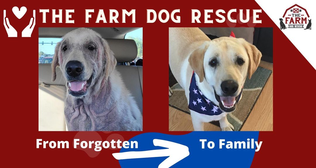 Did you know Florida ranks fourth
in the U.S. for shelter pet euthanasia?
 
The Farm Dog Rescue is a rescue dedicated to education, spay and neutering and  helping the unwanted dogs in our community, we knew we had to help combat this staggering statistic. 
 
Recently, we rescued Rocko, our volunteer literally cried when we picked him up.  Rocko was treated and has been adopted by a forever family.  The pain and suffering that Rocko endured is unthinkable.  People ask how we can do rescue and we don't understand how we can't do it!  This is our WHY! 
 
Thanks to supporters like YOU we are able to help incoming dogs with veterinary care and place dogs like Rocko into loving homes once they have recovered. Once forgotten - they are now loved family members. 
 
This Tuesday is Giving Tuesday, which is a global generosity movement that inspires millions of people to give and celebrate generosity, but no need to wait, donate today.
 
Help THE FARM DOG RESCUE raise $10,000 this
Giving Tuesday so we can save more lives.