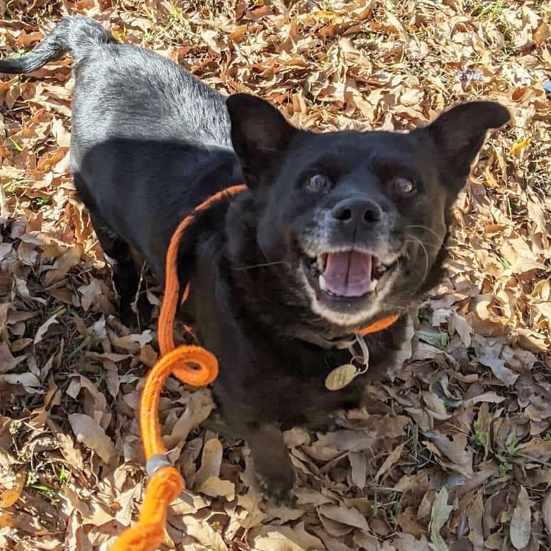 When his longtime human companion's health took a turn for the worse, Jack Black arrived at our shelter after 15 long years in his home. 

Despite the change in environment, Jack maintains a happy-go-lucky personality and greatly enjoys going on adventure walks with staff and volunteers.

Jack has experience around other dogs as well as children of all ages. Ideally, he'd love a 