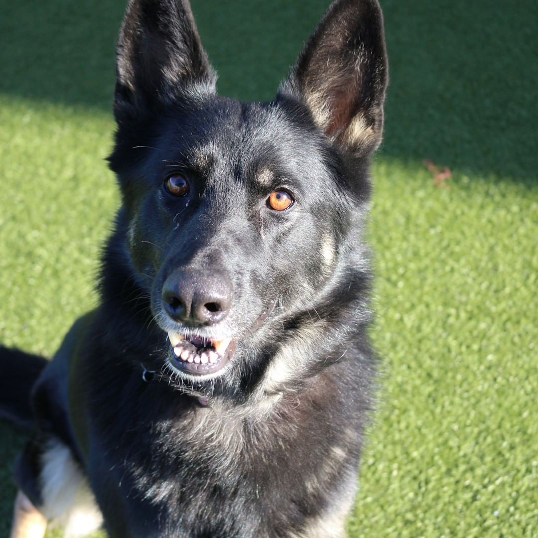 Onyx 😍
This beautiful girl is ready for her forever home. Onyx is very friendly, loves to play, and is housetrained! 

Give us a call at (316) 524-9196 to place a hold on Onyx.
Visit our website www.kshumane.org to learn more about Onyx.
<a target='_blank' href='https://www.instagram.com/explore/tags/AdoptICT/'>#AdoptICT</a>