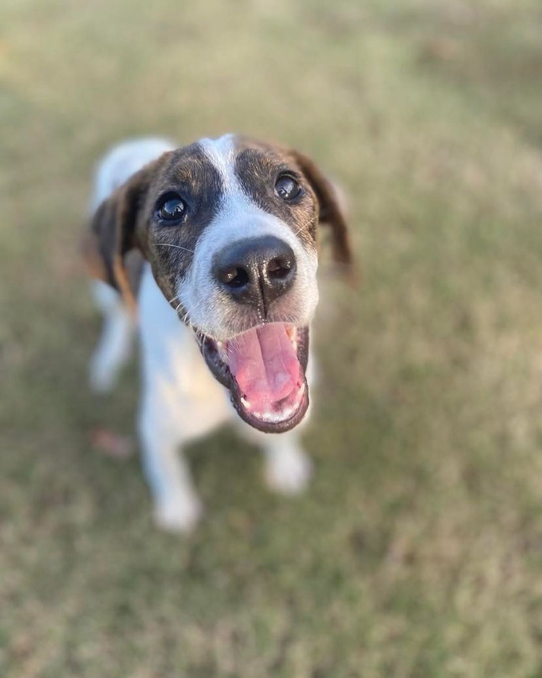 Meet ℂℍ𝔼ℝ💖
She is a Hound mix, approx 5-6 months old, has received all age appropriate vaccines, good with other dogs, has not been cat tested. Please use <a target='_blank' href='https://www.instagram.com/explore/tags/linkinbio/'>#linkinbio</a> to apply today.
.
 <a target='_blank' href='https://www.instagram.com/explore/tags/rescuedog/'>#rescuedog</a> <a target='_blank' href='https://www.instagram.com/explore/tags/dogsofinstagram/'>#dogsofinstagram</a> <a target='_blank' href='https://www.instagram.com/explore/tags/adoptdontshop/'>#adoptdontshop</a> <a target='_blank' href='https://www.instagram.com/explore/tags/adopt/'>#adopt</a> <a target='_blank' href='https://www.instagram.com/explore/tags/adoption/'>#adoption</a> <a target='_blank' href='https://www.instagram.com/explore/tags/rescuedogsofinstagram/'>#rescuedogsofinstagram</a> <a target='_blank' href='https://www.instagram.com/explore/tags/dog/'>#dog</a> <a target='_blank' href='https://www.instagram.com/explore/tags/dogs/'>#dogs</a> <a target='_blank' href='https://www.instagram.com/explore/tags/rescue/'>#rescue</a> <a target='_blank' href='https://www.instagram.com/explore/tags/instadog/'>#instadog</a> <a target='_blank' href='https://www.instagram.com/explore/tags/dogoftheday/'>#dogoftheday</a> <a target='_blank' href='https://www.instagram.com/explore/tags/rescuedogs/'>#rescuedogs</a> <a target='_blank' href='https://www.instagram.com/explore/tags/savinglives/'>#savinglives</a> <a target='_blank' href='https://www.instagram.com/explore/tags/rescuedismyfavoritebreed/'>#rescuedismyfavoritebreed</a> <a target='_blank' href='https://www.instagram.com/explore/tags/dogsofinsta/'>#dogsofinsta</a> <a target='_blank' href='https://www.instagram.com/explore/tags/doglovers/'>#doglovers</a> <a target='_blank' href='https://www.instagram.com/explore/tags/doggo/'>#doggo</a> <a target='_blank' href='https://www.instagram.com/explore/tags/muttsofinstagram/'>#muttsofinstagram</a> <a target='_blank' href='https://www.instagram.com/explore/tags/happydog/'>#happydog</a> <a target='_blank' href='https://www.instagram.com/explore/tags/puppiesofinstagram/'>#puppiesofinstagram</a> <a target='_blank' href='https://www.instagram.com/explore/tags/ilovemydog/'>#ilovemydog</a> <a target='_blank' href='https://www.instagram.com/explore/tags/hhar/'>#hhar</a> <a target='_blank' href='https://www.instagram.com/explore/tags/harveyshopeanimalrescue/'>#harveyshopeanimalrescue</a> <a target='_blank' href='https://www.instagram.com/explore/tags/donate/'>#donate</a> <a target='_blank' href='https://www.instagram.com/explore/tags/nonprofit/'>#nonprofit</a>