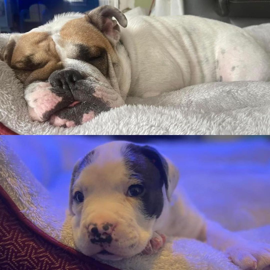 Ruff day for Momma Sally + Zero 🥱🤍

(Both need to remain together for a few more weeks before contacting applicants: hang tight!). 

<a target='_blank' href='https://www.instagram.com/explore/tags/QueenCityBulldogRescue/'>#QueenCityBulldogRescue</a>