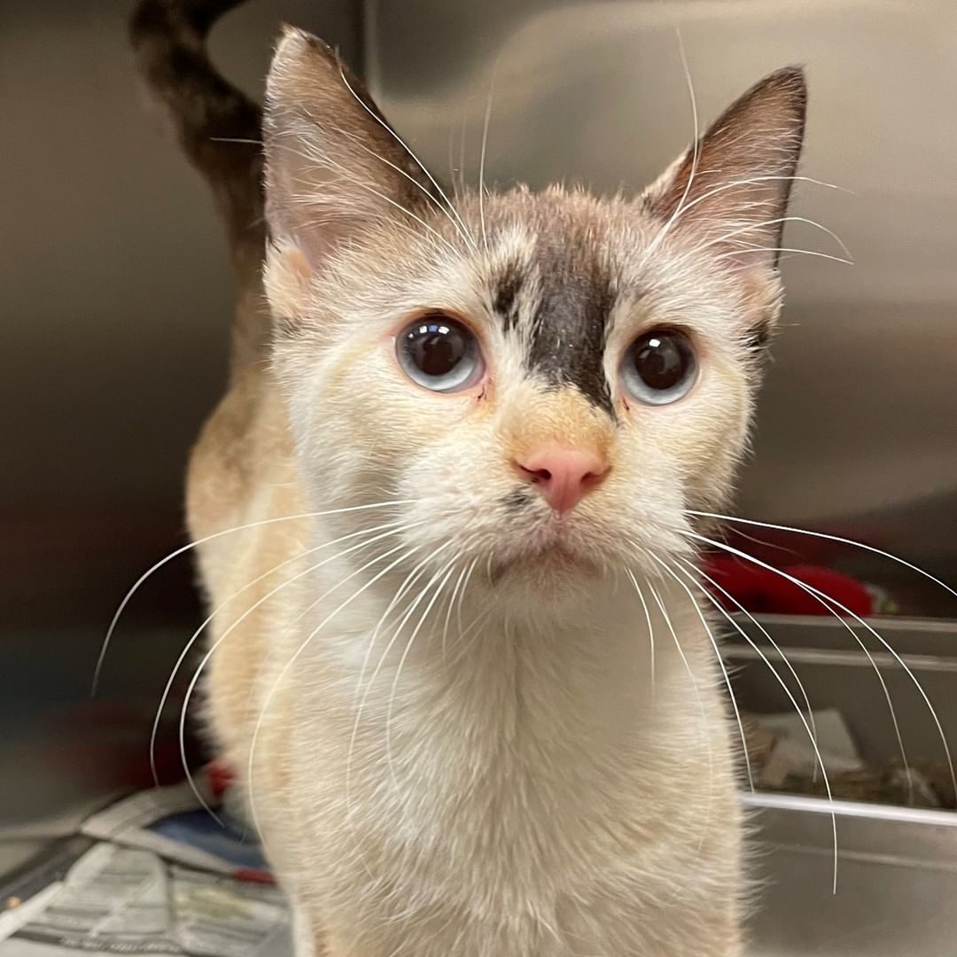 Would you like to add Carillon to your family?
She's a very sweet girl who loves attention. She's very well-mannered and super sweet, plus she loves treats!

Give us a call at (316) 524-9196 to place a hold on Carillon.
Visit our website www.kshumane.org to learn more about Carillon.
<a target='_blank' href='https://www.instagram.com/explore/tags/AdoptICT/'>#AdoptICT</a>