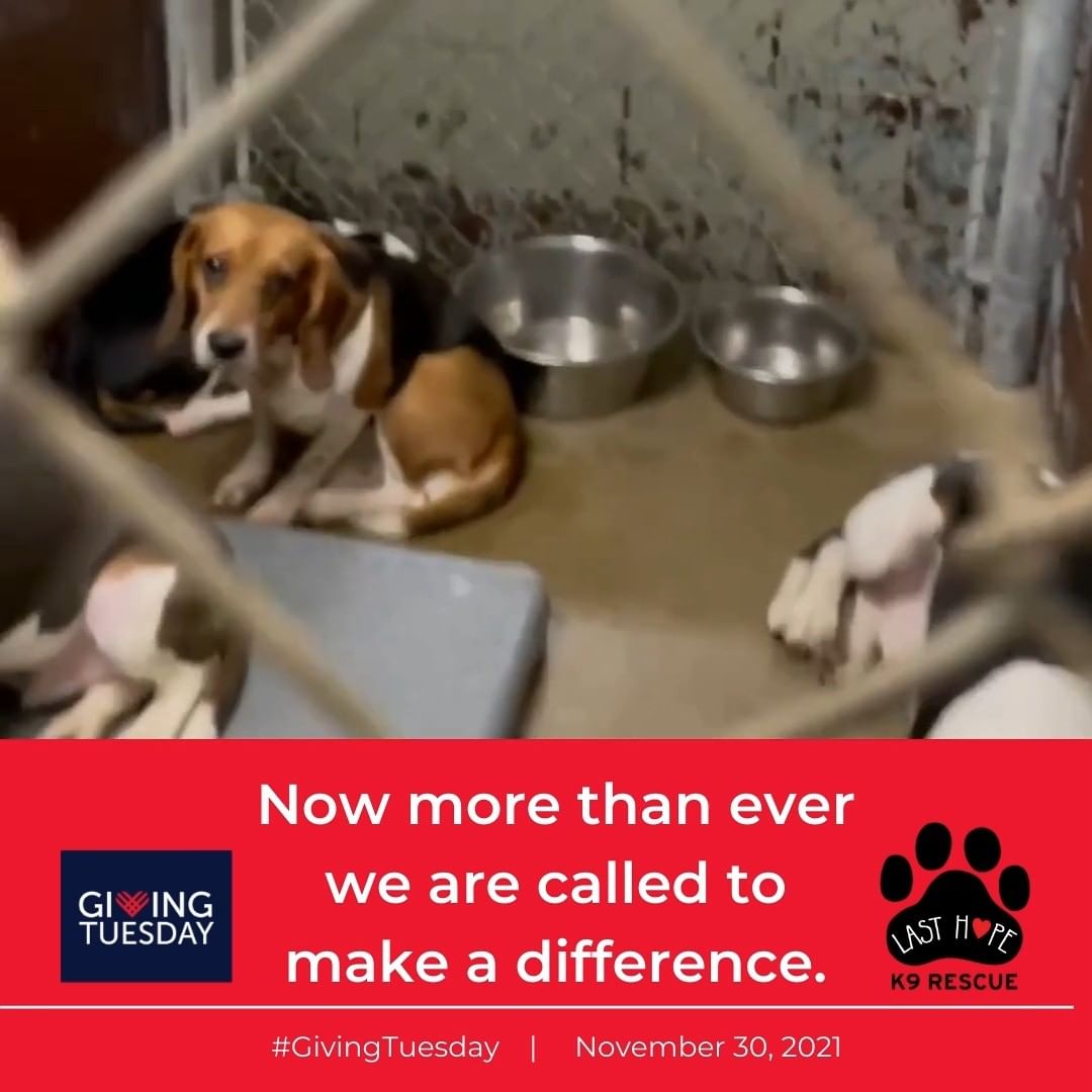 <a target='_blank' href='https://www.instagram.com/explore/tags/GivingTuesday/'>#GivingTuesday</a> is here! Today, you can make a difference in the lives of neglected dogs in Arkansas and Massachusetts.

Last Hope pulls from shelters in central Arkansas, where euthanizing for space is a sad reality during overcrowding. Every single dog at Last Hope and our rescue partners is truly a life saved.

Please consider making a gift of any size to Last Hope K9 today. As an all-volunteer organization, every single dollar benefits our foster dogs directly and saves lives in Massachusetts and Arkansas.

Link to donate in bio!

.
.
.
.
<a target='_blank' href='https://www.instagram.com/explore/tags/adopt/'>#adopt</a> <a target='_blank' href='https://www.instagram.com/explore/tags/adoptdontshop/'>#adoptdontshop</a> <a target='_blank' href='https://www.instagram.com/explore/tags/adoptable/'>#adoptable</a> <a target='_blank' href='https://www.instagram.com/explore/tags/fosterdog/'>#fosterdog</a> <a target='_blank' href='https://www.instagram.com/explore/tags/foster/'>#foster</a> <a target='_blank' href='https://www.instagram.com/explore/tags/fosteringsaveslives/'>#fosteringsaveslives</a> <a target='_blank' href='https://www.instagram.com/explore/tags/shelterdog/'>#shelterdog</a> <a target='_blank' href='https://www.instagram.com/explore/tags/rescue/'>#rescue</a> <a target='_blank' href='https://www.instagram.com/explore/tags/rescuedogs/'>#rescuedogs</a> <a target='_blank' href='https://www.instagram.com/explore/tags/rescuedismyfavoritebreed/'>#rescuedismyfavoritebreed</a> <a target='_blank' href='https://www.instagram.com/explore/tags/mutt/'>#mutt</a> <a target='_blank' href='https://www.instagram.com/explore/tags/muttskickbutt/'>#muttskickbutt</a> <a target='_blank' href='https://www.instagram.com/explore/tags/muttsofinstagram/'>#muttsofinstagram</a> <a target='_blank' href='https://www.instagram.com/explore/tags/dogsofboston/'>#dogsofboston</a> <a target='_blank' href='https://www.instagram.com/explore/tags/boston/'>#boston</a> <a target='_blank' href='https://www.instagram.com/explore/tags/lasthopek9/'>#lasthopek9</a> <a target='_blank' href='https://www.instagram.com/explore/tags/givingtuesday/'>#givingtuesday</a> <a target='_blank' href='https://www.instagram.com/explore/tags/givingtuesday2021/'>#givingtuesday2021</a>