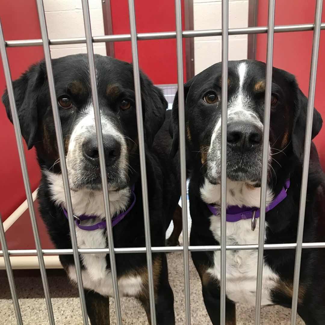 These two guys are looking for a job! Guiness and Bear are best friends and brothers. They have lived together all their lives.
 
They love being outside and getting plenty of exercise but they are also major cuddle bugs and love to be inside too - any soft surface must be immediately laid on! They are both housetrained and they know how to sit for treats.
 
Volunteers say these sweet pals are playful, energetic, and extremely intelligent. 
 
Adopting pals may actually mean less work than adopting a single pet — they keep each other entertained; they give each other stability and comfort; they adjust more quickly to new situations; and they provide two times the amount of love.
 
💕 Guiness A741151: 5 year old neutered male tricolor mix 92.8 pounds
💕 Bear A741152: 5 year old neutered male tricolor  mix 94.2 pounds