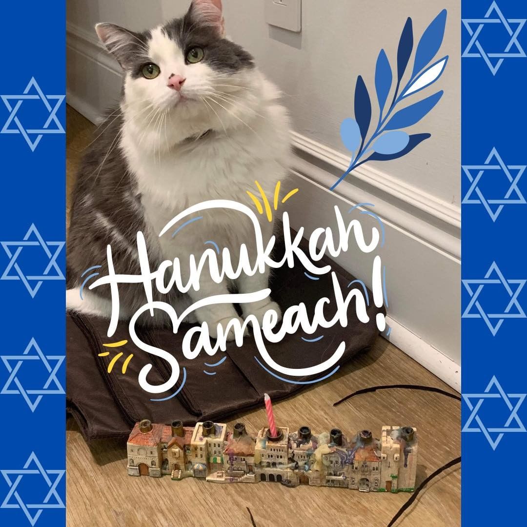 Happy Hanukkah! 

.
.
.
.
.
.
.
.
.
.
<a target='_blank' href='https://www.instagram.com/explore/tags/teamcatrescue/'>#teamcatrescue</a> <a target='_blank' href='https://www.instagram.com/explore/tags/adoptacat/'>#adoptacat</a> <a target='_blank' href='https://www.instagram.com/explore/tags/adoptdontshop/'>#adoptdontshop</a> <a target='_blank' href='https://www.instagram.com/explore/tags/catrescue/'>#catrescue</a> <a target='_blank' href='https://www.instagram.com/explore/tags/rescuecat/'>#rescuecat</a> <a target='_blank' href='https://www.instagram.com/explore/tags/adopt/'>#adopt</a> <a target='_blank' href='https://www.instagram.com/explore/tags/adoption/'>#adoption</a> <a target='_blank' href='https://www.instagram.com/explore/tags/love/'>#love</a> <a target='_blank' href='https://www.instagram.com/explore/tags/catlovers/'>#catlovers</a> <a target='_blank' href='https://www.instagram.com/explore/tags/catlife/'>#catlife</a> <a target='_blank' href='https://www.instagram.com/explore/tags/cute/'>#cute</a> <a target='_blank' href='https://www.instagram.com/explore/tags/happy/'>#happy</a> <a target='_blank' href='https://www.instagram.com/explore/tags/toronto/'>#toronto</a> <a target='_blank' href='https://www.instagram.com/explore/tags/ilovemycat/'>#ilovemycat</a> <a target='_blank' href='https://www.instagram.com/explore/tags/cat/'>#cat</a> <a target='_blank' href='https://www.instagram.com/explore/tags/adoptcat/'>#adoptcat</a> <a target='_blank' href='https://www.instagram.com/explore/tags/nonprofit/'>#nonprofit</a> <a target='_blank' href='https://www.instagram.com/explore/tags/charity/'>#charity</a> <a target='_blank' href='https://www.instagram.com/explore/tags/follow/'>#follow</a> <a target='_blank' href='https://www.instagram.com/explore/tags/instagood/'>#instagood</a> <a target='_blank' href='https://www.instagram.com/explore/tags/catsofinstagram/'>#catsofinstagram</a> <a target='_blank' href='https://www.instagram.com/explore/tags/cats_of_instagram/'>#cats_of_instagram</a> <a target='_blank' href='https://www.instagram.com/explore/tags/channnukah/'>#channnukah</a> <a target='_blank' href='https://www.instagram.com/explore/tags/hanukkah/'>#hanukkah</a> <a target='_blank' href='https://www.instagram.com/explore/tags/sameach/'>#sameach</a>