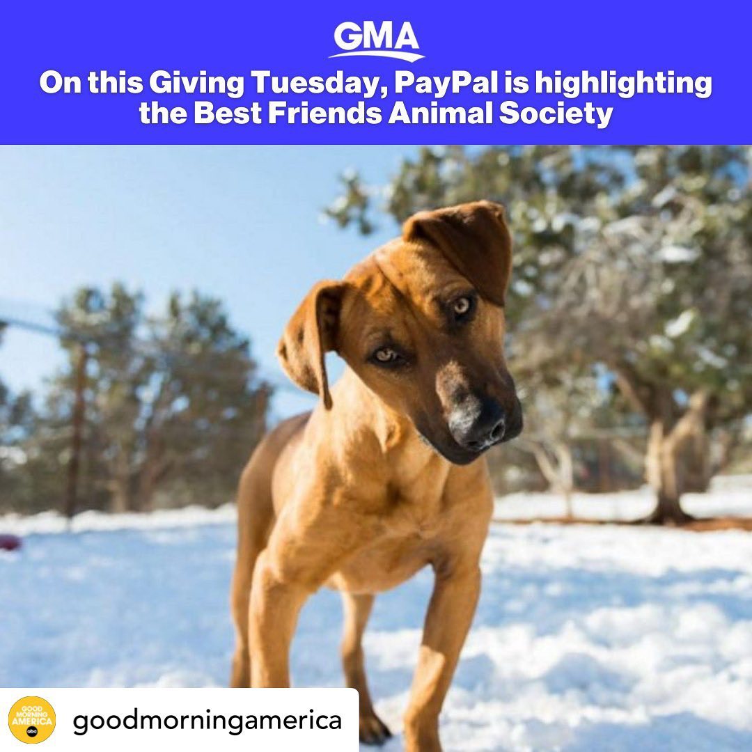 🎉 At long last, <a target='_blank' href='https://www.instagram.com/explore/tags/GivingTuesday/'>#GivingTuesday</a> is here! 🎉 

Special thanks to @goodmorningamerica and our friends at @PayPal for highlighting the animals this <a target='_blank' href='https://www.instagram.com/explore/tags/GivingTuesday/'>#GivingTuesday</a>. Together, we can ensure that pets in every community across the country experience the magic of the season and wake up in loving homes with families of their very own. 😻<a target='_blank' href='https://www.instagram.com/explore/tags/SaveThemAll/'>#SaveThemAll</a>