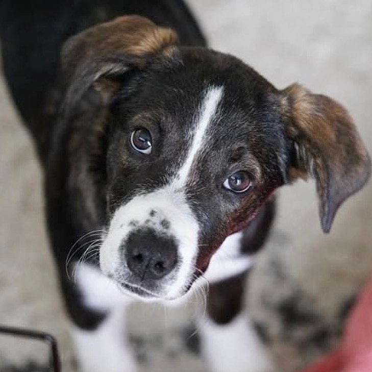 Meet Cruella!
🐾Female
🐾Age: DOB: 7/31/2021
🐾Weight: 20 lbs and growing!
🐾Breed: Beagle/Shepherd/Lab mix
💜
Hey there, I’m Cruella! Please don’t let the name deter you, I am nowhere near the Cruella you are thinking of! You see, I am one happy go lucky puppy who loves to be by my human’s side! I love to cuddle and give tons of kisses! I love playing with the resident dog and haven’t met a dog I did not like! I have also encountered neighborhood cats and did not mind them.
☀️
I enjoy playing with all the toys and enjoy walking around with my stuffies in my mouth; I also love a good chew toy! Since I am young, I am still learning all the basic manners such as house training, crate training and leash training. I am catching on quickly and since I am food motivated, I think I’ll be a pro in no time!
🍁
If you are interested in meeting Cruella, apply to adopt her at www.causeforcanines.org
Must have a flexible schedule to accommodate a puppy’s needs.
Adoption fee: $350
Must be an Ohio resident & 23 or older.
Children must be 5 or older.