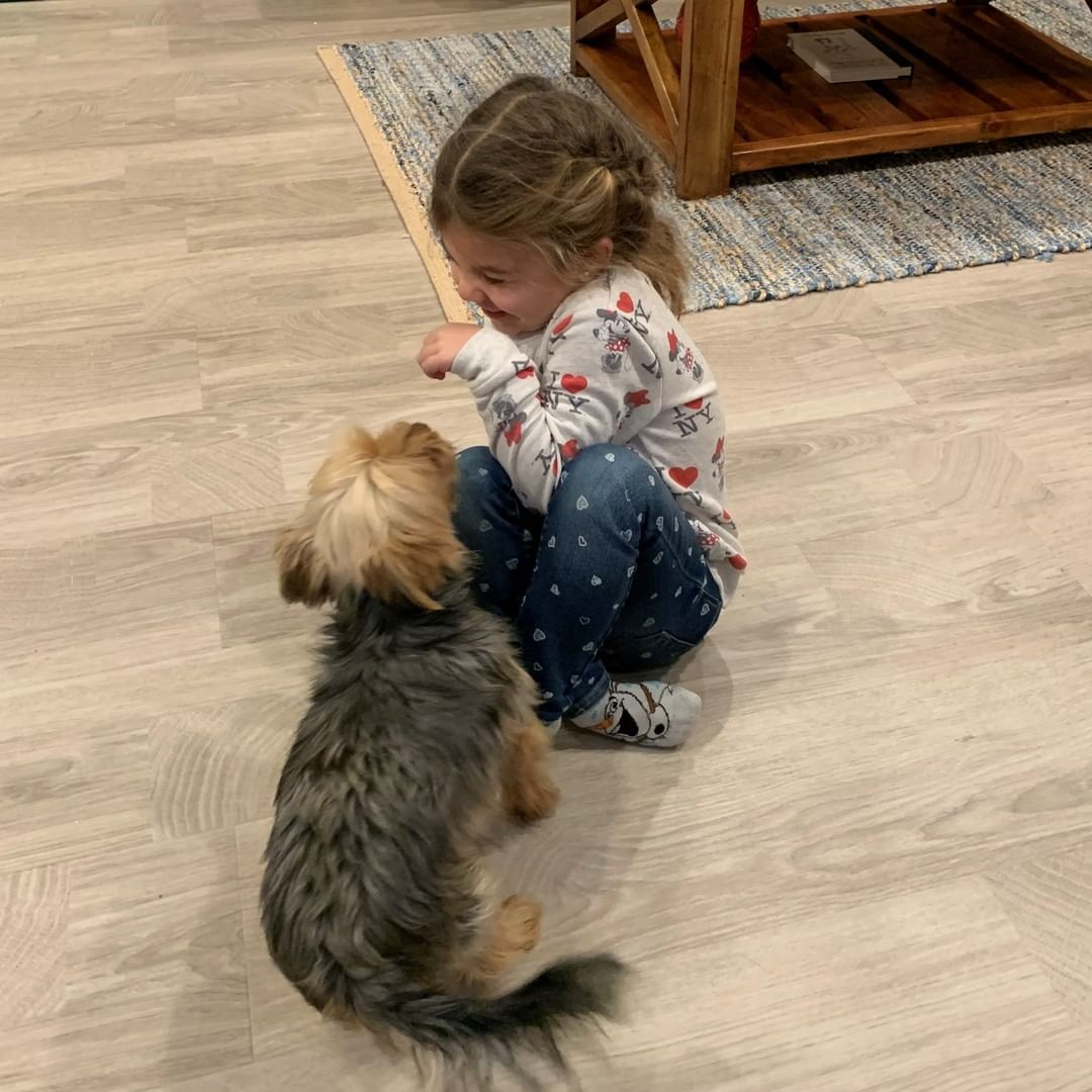 Buddy met the girl of his dreams on Saturday right after arriving from our work in Louisiana. He's four, she's six. Together, they'll navigate primary, middle, and high school. He'll always think she's the most beautiful girl in the world, and that's what every young woman needs during those tumultuous years - unconditional love🥰. (Thank you to the @aspca for sponsoring and @wingsofrescue for operating these lifesaving bi-weekly flights!) <a target='_blank' href='https://www.instagram.com/explore/tags/adopted/'>#adopted</a> <a target='_blank' href='https://www.instagram.com/explore/tags/whywerescue/'>#whywerescue</a> <a target='_blank' href='https://www.instagram.com/explore/tags/yorkie/'>#yorkie</a> <a target='_blank' href='https://www.instagram.com/explore/tags/bvspca/'>#bvspca</a>