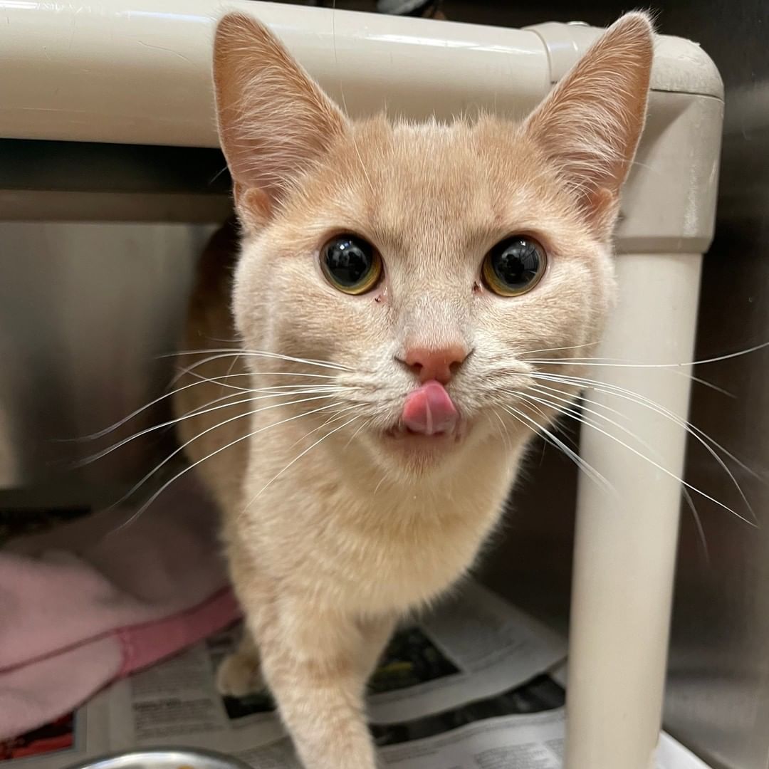 Before vs After we offered her treats.

Give us a call at (316) 524-9196 to place a hold on Astra.

Visit our website at www.kshumane.org
<a target='_blank' href='https://www.instagram.com/explore/tags/AdoptICT/'>#AdoptICT</a>