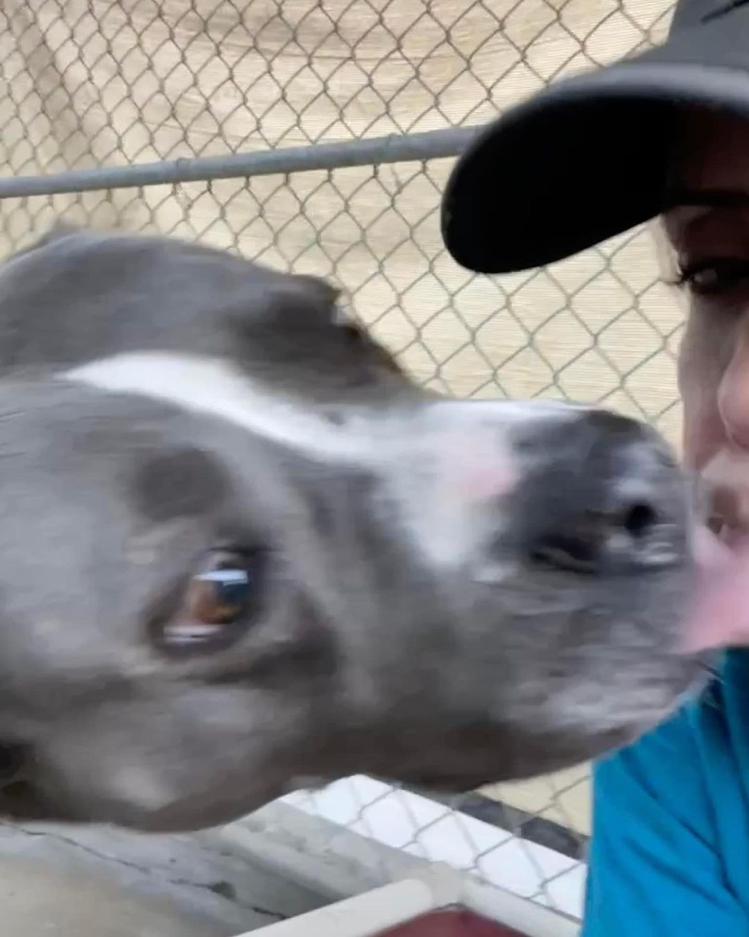 ATHENA GIVES THE BEST KISSES💋

Athena is hoping her Forever Home is coming soon…  She is ready & waiting!!!

PLEASE SHARE ATHENA FOR A FOREVER HOME🙏

Pictured~ Athena giving kisses of gratitude to AFLAR volunteer, Sue Tuxill! She loves it when Sue visits her in boarding.❤️