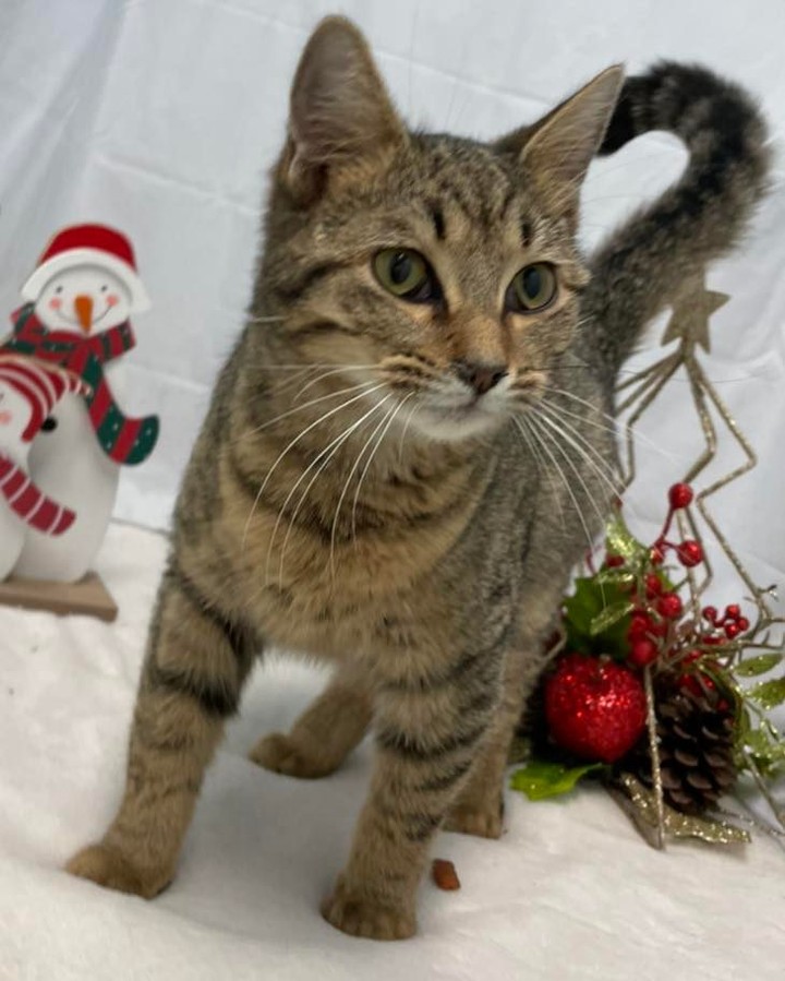Flutter: I’m a young stray from Sunnymeade Rd. I know, it is a long road, but this is all the information we were provided.  I am a young cat, and someone loved me, because I am social and healthy. If I am your cat, please contact the shelter to get me back! 434-821-4316.