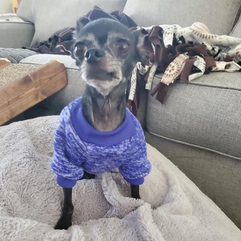 💙Over the holidays, we pulled a senior chihuahua out of the shelter. (Not a <a target='_blank' href='https://www.instagram.com/explore/tags/doxie/'>#doxie</a> we know… but how could we not help this sweet baby??) Skully is such a sweet girl with severe dental disease and covered in mammary tumors. She is currently at the vet undergoing staged surgeries in hopes to give her a better life. She is one of the many behind the scenes cases. 💙 <a target='_blank' href='https://www.instagram.com/explore/tags/givingtuesday/'>#givingtuesday</a>