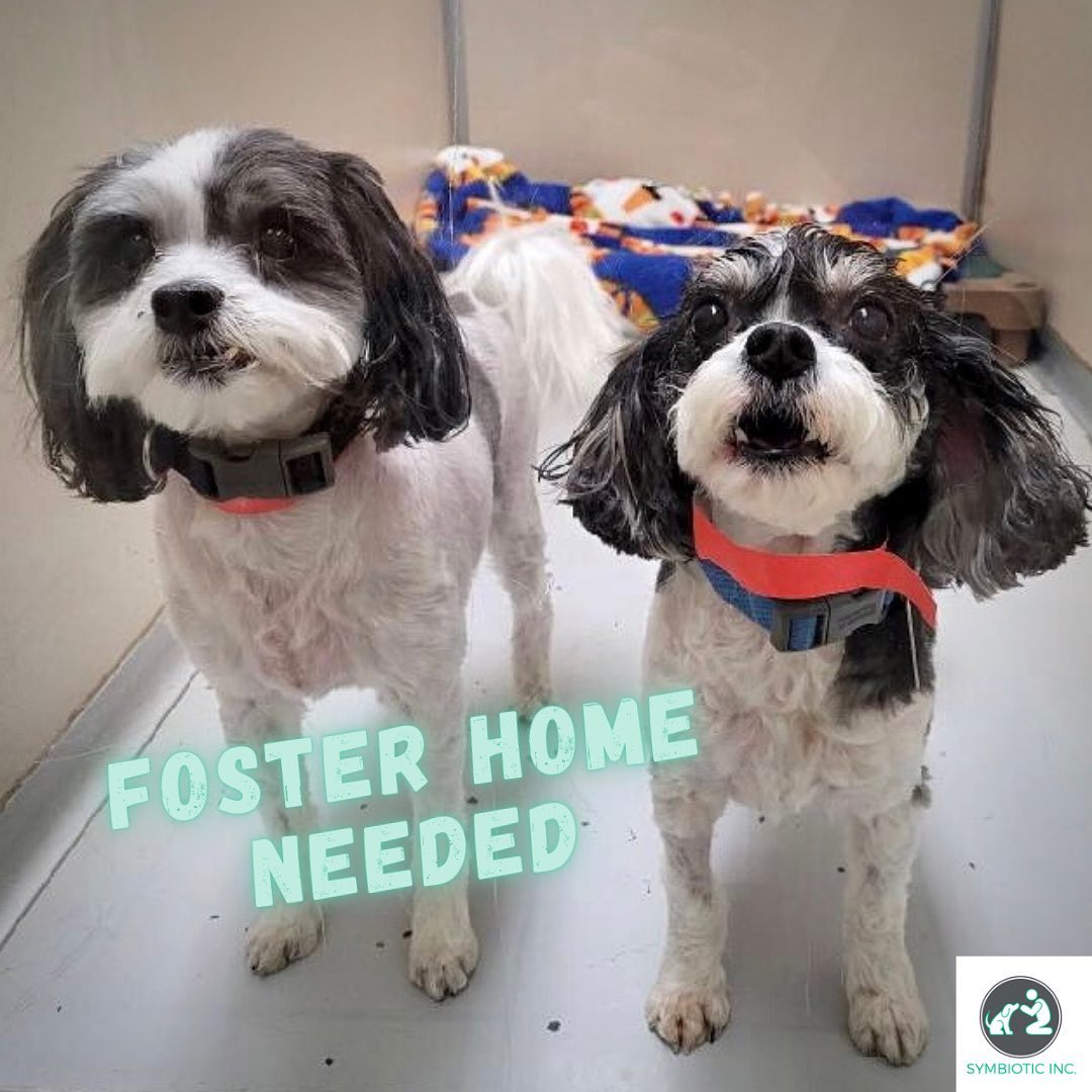 We are working overtime to find foster homes for two separate sets of bonded dogs. Both of which have lost their owners to failing health. 
.
As you know, our hands are tied without a committed, approved foster home to give these sweeties a soft spot to land. <a target='_blank' href='https://www.instagram.com/explore/tags/fosteringsaveslives/'>#fosteringsaveslives</a> 
.
In the first pic, we have Rico (left) a 7 yo Havanese bonded to Riley (right) a 10 yo Cavachon. We are told they have pleasant temperaments with a touch of anxiety and Riley is on meds for pancreatitis. 
.
In the second pic we have Buddy and Molly whose owner recently passed. They’re staying with family members who cannot keep them. We are told they are sweet and in good health as well. 
.
We’re looking for two separate foster homes for these deserving doggos and we ask for a minimum of  a 30-day commitment. Symbiotic pays all expenses we ask only ask that you follow our guidelines for feeding and day-to-day care and provide assistance with transport to and from vet visits. <a target='_blank' href='https://www.instagram.com/explore/tags/fosteradog/'>#fosteradog</a> 
.
We also have 6 yo Shihtzu with a chronic heart issue that we are looking for a foster home for, but we do not have a picture. 😔And we’re still hoping for a home for the holidays for our baby girl Roxy who’s owners recently returned after a year and a half with her. She deserves so much more. Foster or adopter needed for her. <a target='_blank' href='https://www.instagram.com/explore/tags/dogsdeservebetter/'>#dogsdeservebetter</a> 
.
If you’re willing to open your heart and home this holiday season and you are within 20 miles of Suffolk, VA, please complete our online foster application, link in bio, to get the approval process started. 
.
We sincerely appreciate your support. ♥️
.
.
<a target='_blank' href='https://www.instagram.com/explore/tags/symbioticsuffolk/'>#symbioticsuffolk</a> <a target='_blank' href='https://www.instagram.com/explore/tags/peacelovesloppykisses/'>#peacelovesloppykisses</a> <a target='_blank' href='https://www.instagram.com/explore/tags/fosterhomeneeded/'>#fosterhomeneeded</a>