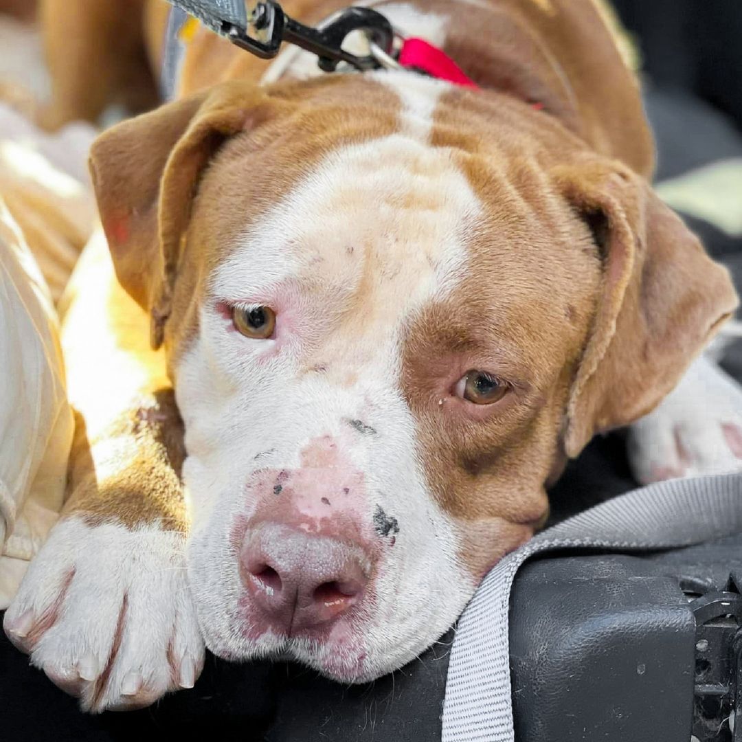 **12/1 UPDATE: Our Large Dog Shelter is AT CAPACITY** ⁠
⁠
At this time, our Large Dog shelter is completely FULL. Animal Care needs your help - please open your heart & your home to the animals that need us the most this holiday season. If you can, please consider fostering OR adopting!! Large dogs (like Bacon pictured here) need love too!⁠
⁠
Come by the Adoption Center today from 12-5 PM - no appointment needed! View available pets at the link in our bio.