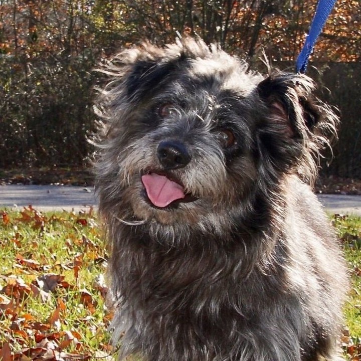 Meet Hector
Hector is an adorable 6-year-old fluff ball. While we don't know his real breed, we do know he has an amazing personality and just loves belly rubs.
Hector walks well on leash and seems to enjoy the company of other mellow dogs. He likely would also be fine with cats. What Hector really wants is a lap to sit in. He loves humans more than anything! The more attention the better. He will need a home that allows him on the couch and likely in the human bed to cuddle in at night.

This little muppet looking dog would likely do fine in most homes! For more info on Hector, check him out at www.petfinder.com/dog/hector-53726328/ma/scituate/scituate-animal-shelter-ma85/
<a target='_blank' href='https://www.instagram.com/explore/tags/adoptdontshop/'>#adoptdontshop</a> <a target='_blank' href='https://www.instagram.com/explore/tags/adoptpurelove/'>#adoptpurelove</a> <a target='_blank' href='https://www.instagram.com/explore/tags/dogs/'>#dogs</a> <a target='_blank' href='https://www.instagram.com/explore/tags/dogsofinstagram/'>#dogsofinstagram</a> <a target='_blank' href='https://www.instagram.com/explore/tags/woof/'>#woof</a> <a target='_blank' href='https://www.instagram.com/explore/tags/bark/'>#bark</a> # <a target='_blank' href='https://www.instagram.com/explore/tags/canine/'>#canine</a> <a target='_blank' href='https://www.instagram.com/explore/tags/dog/'>#dog</a> <a target='_blank' href='https://www.instagram.com/explore/tags/paws/'>#paws</a> <a target='_blank' href='https://www.instagram.com/explore/tags/cute/'>#cute</a> <a target='_blank' href='https://www.instagram.com/explore/tags/bowwow/'>#bowwow</a> <a target='_blank' href='https://www.instagram.com/explore/tags/woof/'>#woof</a> <a target='_blank' href='https://www.instagram.com/explore/tags/boston/'>#boston</a> <a target='_blank' href='https://www.instagram.com/explore/tags/massachusetts/'>#massachusetts</a> <a target='_blank' href='https://www.instagram.com/explore/tags/scituateanimalshelter/'>#scituateanimalshelter</a> <a target='_blank' href='https://www.instagram.com/explore/tags/havenese/'>#havenese</a> <a target='_blank' href='https://www.instagram.com/explore/tags/scituatema/'>#scituatema</a> <a target='_blank' href='https://www.instagram.com/explore/tags/doglover/'>#doglover</a> <a target='_blank' href='https://www.instagram.com/explore/tags/mediumdogsofinstagram/'>#mediumdogsofinstagram</a> <a target='_blank' href='https://www.instagram.com/explore/tags/dogsrule/'>#dogsrule</a> <a target='_blank' href='https://www.instagram.com/explore/tags/affenpinscher/'>#affenpinscher</a> <a target='_blank' href='https://www.instagram.com/explore/tags/muppet/'>#muppet</a> <a target='_blank' href='https://www.instagram.com/explore/tags/cutie/'>#cutie</a> <a target='_blank' href='https://www.instagram.com/explore/tags/affenpinschersofinstagram/'>#affenpinschersofinstagram</a>