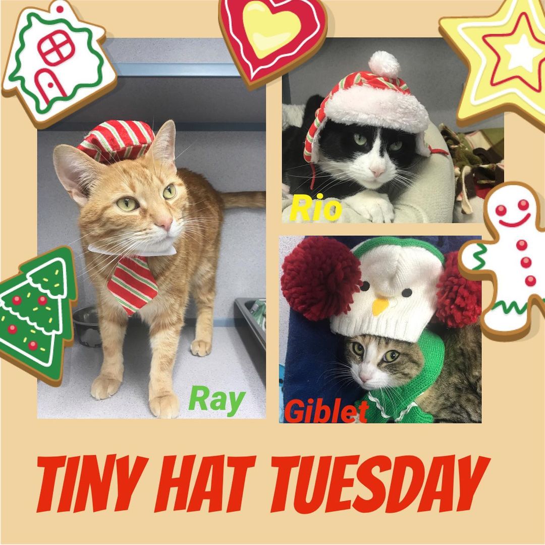 It’s not just <a target='_blank' href='https://www.instagram.com/explore/tags/GivingTuesday/'>#GivingTuesday</a> ❗️It’s also <a target='_blank' href='https://www.instagram.com/explore/tags/TinyHatTuesday/'>#TinyHatTuesday</a> 🎩 🧢 👒 
Every week, we feature cool cats in tiny hats! This is our winter holiday festive edition! ⛄️ 
Meet Giblet. Rio and Ray. They all want to go home to stay! 🙏🏼🏡 Check out their profiles on our website.  Getting adopted would be their delight! 👉🏼savehomelessanimals.org

<a target='_blank' href='https://www.instagram.com/explore/tags/savehomelessanimals/'>#savehomelessanimals</a> <a target='_blank' href='https://www.instagram.com/explore/tags/adoptdontshop/'>#adoptdontshop</a> <a target='_blank' href='https://www.instagram.com/explore/tags/secondchance/'>#secondchance</a> <a target='_blank' href='https://www.instagram.com/explore/tags/purritos/'>#purritos</a> <a target='_blank' href='https://www.instagram.com/explore/tags/adoptme/'>#adoptme</a> <a target='_blank' href='https://www.instagram.com/explore/tags/meow/'>#meow</a> <a target='_blank' href='https://www.instagram.com/explore/tags/adoptasheltercat/'>#adoptasheltercat</a> <a target='_blank' href='https://www.instagram.com/explore/tags/purrfect/'>#purrfect</a> <a target='_blank' href='https://www.instagram.com/explore/tags/simplypurrfect/'>#simplypurrfect</a> <a target='_blank' href='https://www.instagram.com/explore/tags/petsarefamily/'>#petsarefamily</a> <a target='_blank' href='https://www.instagram.com/explore/tags/centraljersey/'>#centraljersey</a> <a target='_blank' href='https://www.instagram.com/explore/tags/princeton/'>#princeton</a> <a target='_blank' href='https://www.instagram.com/explore/tags/montgomerynj/'>#montgomerynj</a> <a target='_blank' href='https://www.instagram.com/explore/tags/skillmannj/'>#skillmannj</a> <a target='_blank' href='https://www.instagram.com/explore/tags/bellemeadnj/'>#bellemeadnj</a>