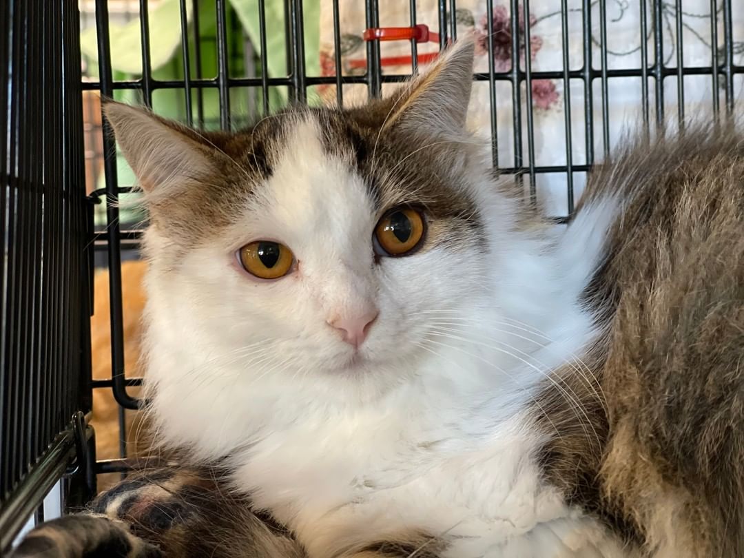 Ronda is a  7 month, DLH.

To adopt or foster, please call the facility. 209-533-3622 or fill out the form https://www.foac.us/cat-adoption-application/