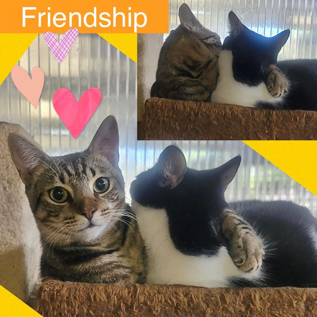 Maciel took this picture early in the morning today.❤️ it was cold at the shelter, but thankfully they have each other in every moment. This is one of the reasons of why we love double adoptions, specially when it’s a bonded pair.😍😻😻❤️💕🐾

Who are you saving this year? Perhaps how many?😁 UFAR has over 200 sweet babies that would love to be in a home…

<a target='_blank' href='https://www.instagram.com/explore/tags/itstimetosavealife/'>#itstimetosavealife</a> 🐾

How beautiful!💕

.
<a target='_blank' href='https://www.instagram.com/explore/tags/catshelter/'>#catshelter</a> <a target='_blank' href='https://www.instagram.com/explore/tags/prieglaudabukmanodraugas/'>#prieglaudabukmanodraugas</a> <a target='_blank' href='https://www.instagram.com/explore/tags/shelterpet/'>#shelterpet</a> <a target='_blank' href='https://www.instagram.com/explore/tags/fundraisenoteuthanaise/'>#fundraisenoteuthanaise</a> <a target='_blank' href='https://www.instagram.com/explore/tags/catsofnewtown/'>#catsofnewtown</a> <a target='_blank' href='https://www.instagram.com/explore/tags/gofundmedonation/'>#gofundmedonation</a> <a target='_blank' href='https://www.instagram.com/explore/tags/helpcats/'>#helpcats</a> <a target='_blank' href='https://www.instagram.com/explore/tags/ufarescue/'>#ufarescue</a> <a target='_blank' href='https://www.instagram.com/explore/tags/adoptionchat/'>#adoptionchat</a> <a target='_blank' href='https://www.instagram.com/explore/tags/helpdogs/'>#helpdogs</a> <a target='_blank' href='https://www.instagram.com/explore/tags/dogshelter/'>#dogshelter</a> <a target='_blank' href='https://www.instagram.com/explore/tags/benevoles/'>#benevoles</a> <a target='_blank' href='https://www.instagram.com/explore/tags/gattile/'>#gattile</a> <a target='_blank' href='https://www.instagram.com/explore/tags/rescuepet/'>#rescuepet</a> <a target='_blank' href='https://www.instagram.com/explore/tags/amoureuxdeschats/'>#amoureuxdeschats</a> <a target='_blank' href='https://www.instagram.com/explore/tags/adopteznachetezpas/'>#adopteznachetezpas</a> <a target='_blank' href='https://www.instagram.com/explore/tags/rescueanimal/'>#rescueanimal</a> <a target='_blank' href='https://www.instagram.com/explore/tags/catshelters/'>#catshelters</a> <a target='_blank' href='https://www.instagram.com/explore/tags/rescuecatsofinsta/'>#rescuecatsofinsta</a> <a target='_blank' href='https://www.instagram.com/explore/tags/adoptdontbuy/'>#adoptdontbuy</a> <a target='_blank' href='https://www.instagram.com/explore/tags/helpus/'>#helpus</a> <a target='_blank' href='https://www.instagram.com/explore/tags/animalshelter/'>#animalshelter</a> <a target='_blank' href='https://www.instagram.com/explore/tags/adoptacat/'>#adoptacat</a> <a target='_blank' href='https://www.instagram.com/explore/tags/catadoption/'>#catadoption</a> <a target='_blank' href='https://www.instagram.com/explore/tags/rescuekitties/'>#rescuekitties</a> <a target='_blank' href='https://www.instagram.com/explore/tags/catsanctuary/'>#catsanctuary</a> <a target='_blank' href='https://www.instagram.com/explore/tags/benevole/'>#benevole</a> <a target='_blank' href='https://www.instagram.com/explore/tags/sheltercat/'>#sheltercat</a> <a target='_blank' href='https://www.instagram.com/explore/tags/benevolat/'>#benevolat</a>