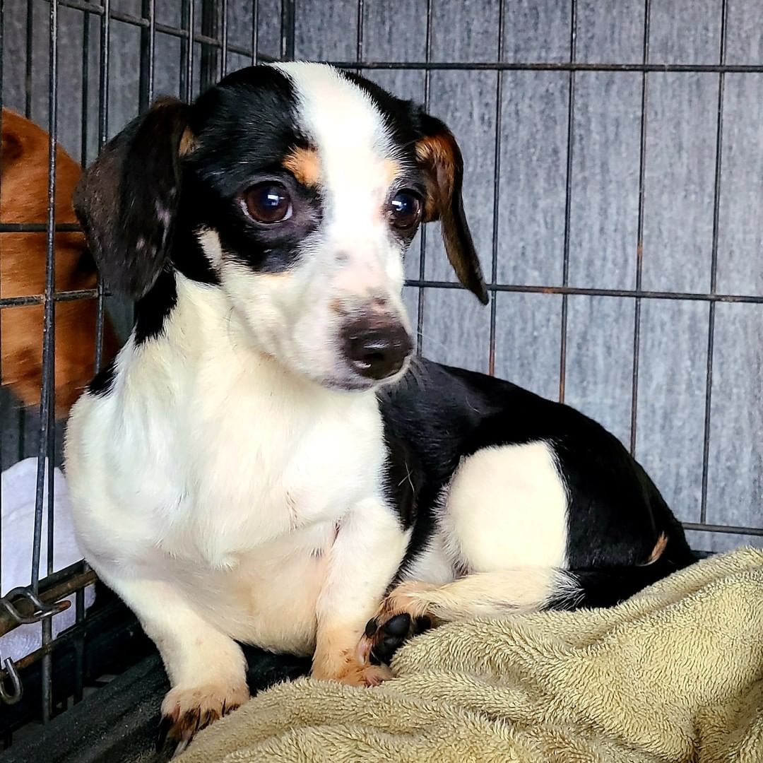 ❗️NEWS❗️ 23 dogs rescued from hoarding just arrived at our West Chester Campus. Saved by a PA shelter who asked for our help, we’ll medically evaluate each dog and groom those in poor condition. A few might be ready for adoption tomorrow, more in the coming days, and some are going to fosters. We’re accepting this large intake on top of our daily local work as one of the region’s only open access shelter; that means we take lost/stray animals from our service areas regardless of medical and behavior needs. Please support this important work with a <a target='_blank' href='https://www.instagram.com/explore/tags/GivingTuesday/'>#GivingTuesday</a> donation, with each $1 donated matched by a donor, up to $50,000: bvspca.org/givingtuesday (link in profile) <a target='_blank' href='https://www.instagram.com/explore/tags/givingtuesday2021/'>#givingtuesday2021</a> <a target='_blank' href='https://www.instagram.com/explore/tags/dachshund/'>#dachshund</a> <a target='_blank' href='https://www.instagram.com/explore/tags/shihtzu/'>#shihtzu</a> <a target='_blank' href='https://www.instagram.com/explore/tags/yorkie/'>#yorkie</a> <a target='_blank' href='https://www.instagram.com/explore/tags/bvspca/'>#bvspca</a>