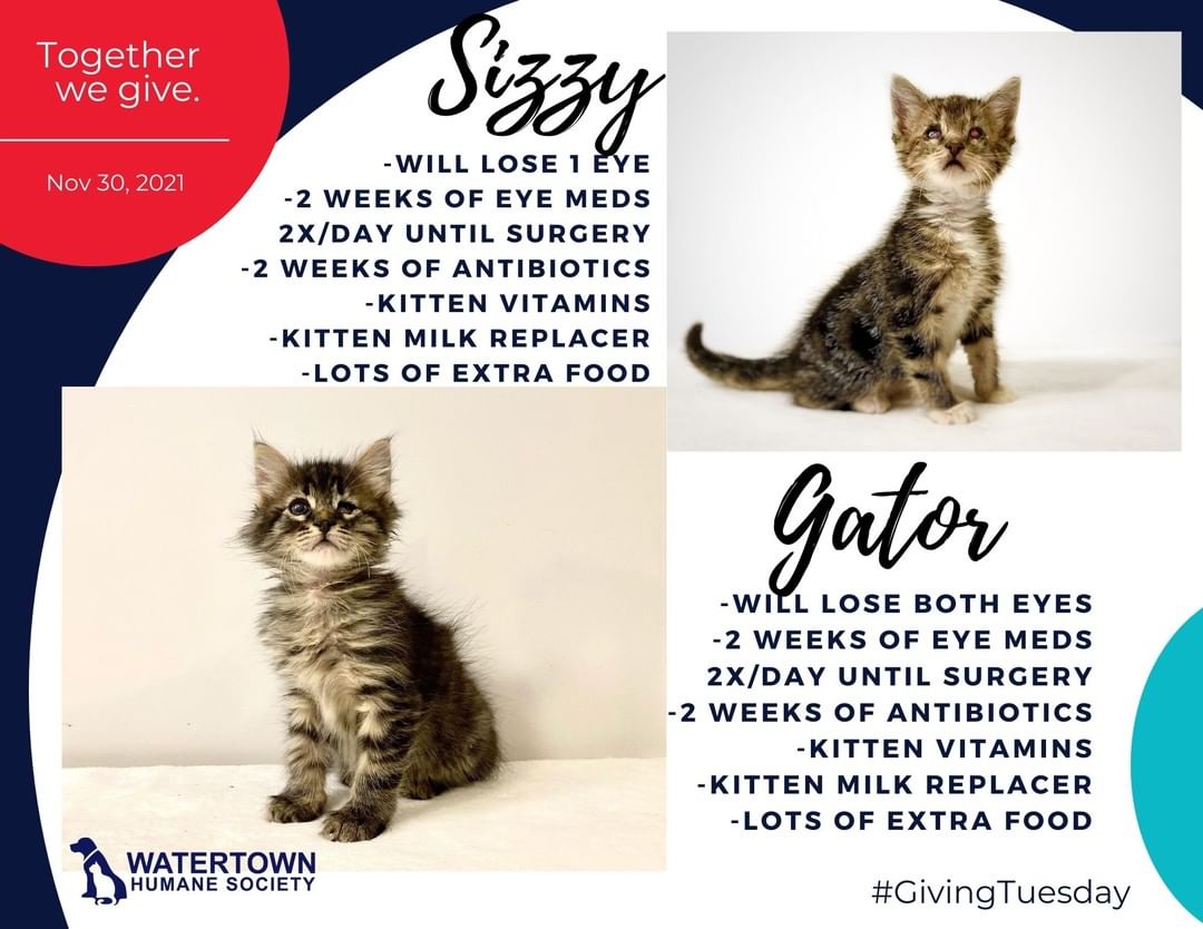 Today is the day! <a target='_blank' href='https://www.instagram.com/explore/tags/GivingTuesday/'>#GivingTuesday</a> - a day created in 2012 as a national day of giving. 

Today we will be featuring animals that have suffered from various medical conditions and because of our generous supporters like you, have been given a new lease on life with treatment and care. 

First is kitten siblings Sizzy and Gator. These two kittens were found 2.5 weeks ago with severe eye infections. So severe that in December, Gator will undergo surgery to have both eyes removed and Sizzy will have one removed. With LOTS of extra TLC by their wonderful foster home along with medicine, eye washes, and extra rounds of food, these pictures show huge improvements in just 2 weeks (we will spare you with showing the very first photo). Because of generous donations, their medicine and surgery we are able to provide to them for a lifetime of happiness in their new home. 

Be sure to check back for other success stories throughout the day. If you would like to donate to help us save more animals in need, please do so here: www.whsadopt.org/givingtuesday