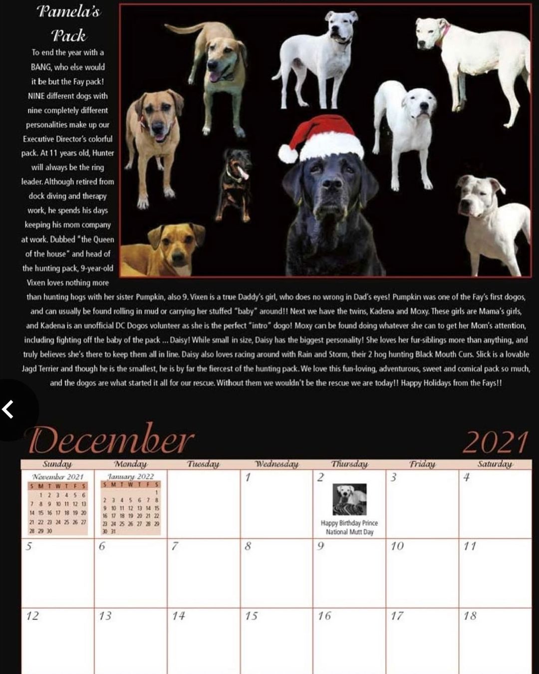 🎄 🎅 🦴 December calendar models ~ To end the year with a BANG, who else would it be but the Fay pack! NINE different dogs with nine completely different personalities make up our Executive Director’s colorful pack. At 11 years old, Hunter will always be the ring leader. Although retired from dock diving and therapy work, he spends his days keeping his mom company at work. Dubbed “the Queen of the house” and head of the hunting pack, 9-year-old Vixen loves nothing more than hunting hogs with her sister Pumpkin, also 9. Vixen is a true Daddy’s girl, who does no wrong in Dad’s eyes! Pumpkin was one of the Fay’s first dogos, and can usually be found rolling in mud or carrying her stuffed “baby” around! Next we have the twins, Kadena and Moxy. These girls are Mama’s girls, and Kadena is an unofficial DC Dogos volunteer as she is the perfect “intro” dogo! Moxy can be found doing whatever she can to get her Mom’s attention, including fighting off the baby of the pack ... Daisy! While small in size, Daisy has the biggest personality! She loves her fur-siblings more than anything, and truly believes she’s there to keep them all in line. Daisy also loves racing around with Rain and Storm, their 2 hog hunting Black Mouth Curs. Slick is a lovable Jagd Terrier and though he is the smallest, he is by far the fiercest of the hunting pack. We love this fun-loving, adventurous, sweet and comical pack so much, and the dogos are what started it all for our rescue. Without them we wouldn’t be the rescue we are today! Happy Holidays from the Fays! 🐾 <a target='_blank' href='https://www.instagram.com/explore/tags/dcdogos/'>#dcdogos</a> <a target='_blank' href='https://www.instagram.com/explore/tags/dcdogoscalendarfundraiser/'>#dcdogoscalendarfundraiser</a> <a target='_blank' href='https://www.instagram.com/explore/tags/dcdogoscalendar/'>#dcdogoscalendar</a> <a target='_blank' href='https://www.instagram.com/explore/tags/dogoargentino/'>#dogoargentino</a> <a target='_blank' href='https://www.instagram.com/explore/tags/dedicatedtosavingdogos/'>#dedicatedtosavingdogos</a>