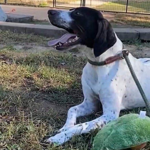 Meet Rosie! She’s your typical happy, goofy, 2ish year-old pointer. Rosie’s loves people and other dogs. She can be a little shy around her food and loves having her human nearby while she eats. Click the link in our profile submit your adoption application today. 
🐾
🐾
<a target='_blank' href='https://www.instagram.com/explore/tags/pointer/'>#pointer</a> <a target='_blank' href='https://www.instagram.com/explore/tags/dog/'>#dog</a> <a target='_blank' href='https://www.instagram.com/explore/tags/dogs/'>#dogs</a> <a target='_blank' href='https://www.instagram.com/explore/tags/adoptpurelove/'>#adoptpurelove</a> <a target='_blank' href='https://www.instagram.com/explore/tags/pointersofinstagram/'>#pointersofinstagram</a> <a target='_blank' href='https://www.instagram.com/explore/tags/apr/'>#apr</a> <a target='_blank' href='https://www.instagram.com/explore/tags/sundayfunday/'>#sundayfunday</a>