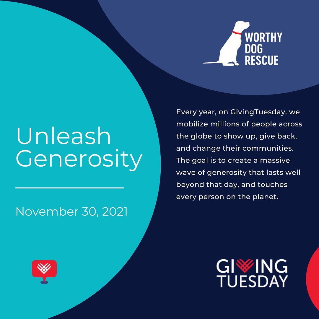 Today is <a target='_blank' href='https://www.instagram.com/explore/tags/GivingTuesday/'>#GivingTuesday</a>!!!

We hope you will consider a donation to Worthy Dog Rescue to help us continue our mission of rescuing dogs in distress, especially those living outdoors on chains, in pens, or abandoned by their owners. Many of the dogs we take in require extensive medical care, training, and rehabilitation. It's only through your support that we can save these forgotten dogs and give them the life they deserve.

Would you join us and help us reach our goal? Whether you give $5 or $500, as an all-volunteer nonprofit, every dollar raised goes towards saving the lives of these dogs who need us the most. 

Link in bio or visit worthydog.org

Thank you for your support!