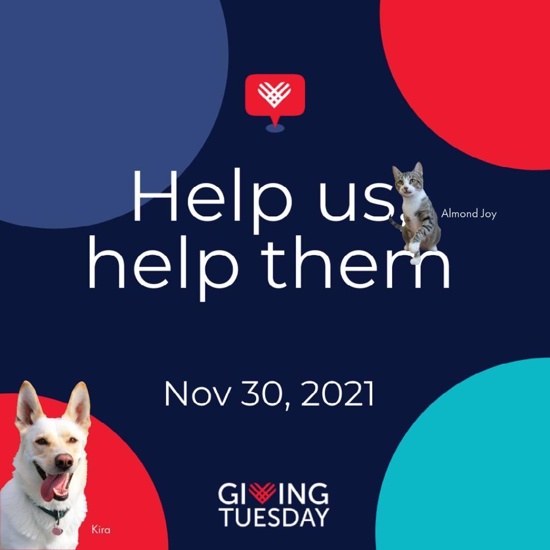 With only 3 days to go, our excitement is building!! Will you help us achieve our Community United campaign goal of $10,000 to help provide medical care, food, care, and comfort to the shelter animals of our community?  <a target='_blank' href='https://www.instagram.com/explore/tags/GivingTuesday/'>#GivingTuesday</a> Click on the link below for additional details or visit our website to donate. www.bfhs.com 
https://conta.cc/3rdieSO
