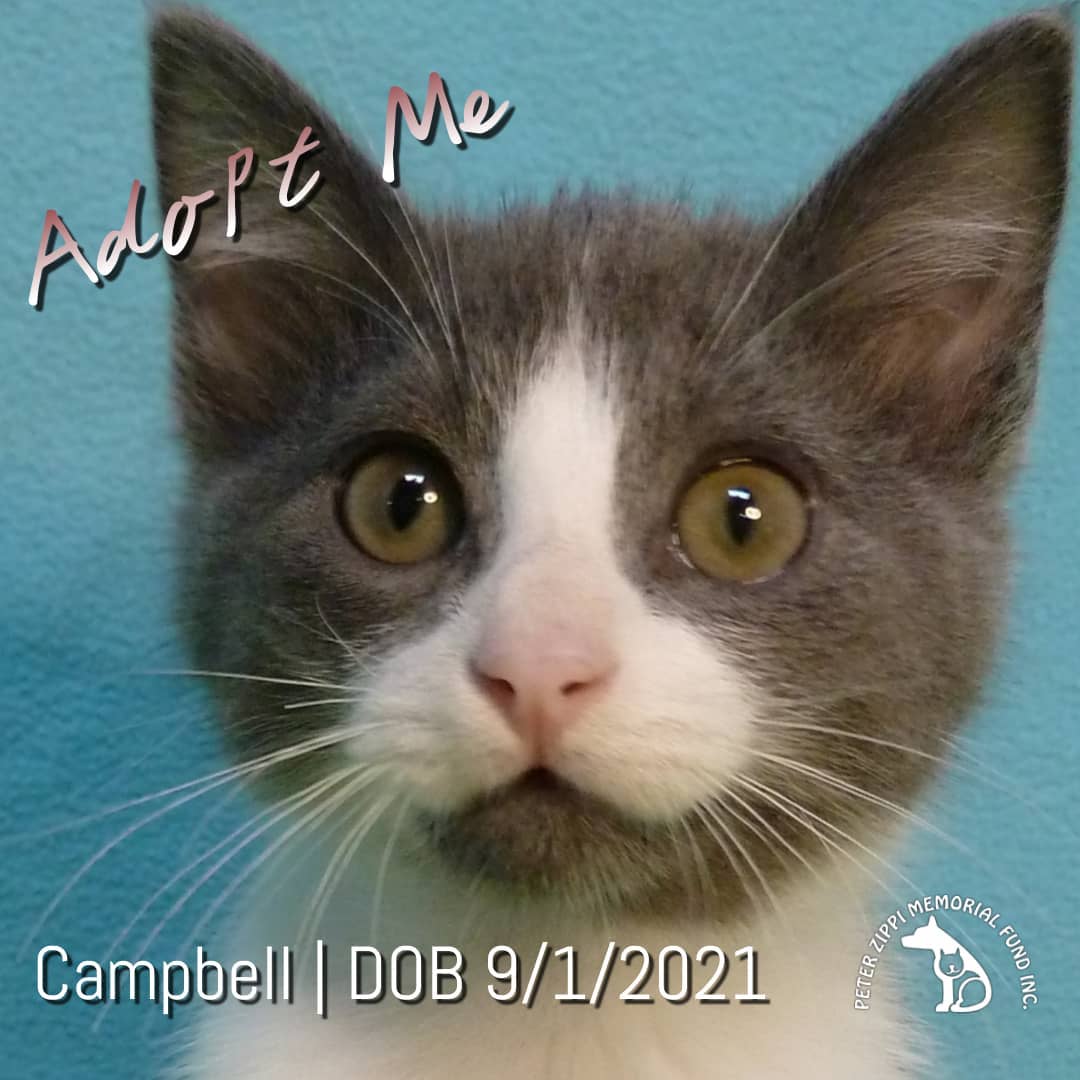 Campbell (CamCam, Cammy) - Watch out for this furry little purr machine.  It will only take him a minute to steal your heart.  Campbell is extraordinarily sweet, playful, fun, and cuddly.  He loves to explore and play with his fellow kitten amigos.  People and animals alike adore him.  Isn't that the type of feline friend you want in your home?!
▫️
