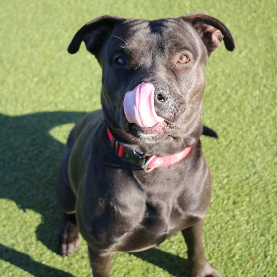 An actual progression of when we asked Harshad if he wanted a treat...

Give us a call at (316) 524-9196 to place a hold on this loveable boy today!
Visit our website www.kshumane.org to learn more about Harshad.
<a target='_blank' href='https://www.instagram.com/explore/tags/AdoptICT/'>#AdoptICT</a>