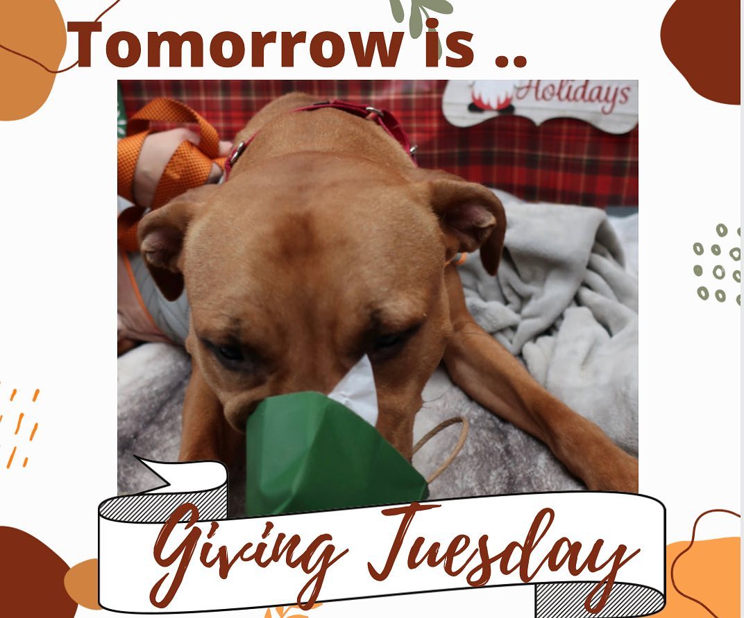 Tomorrow is Giving Tuesday, and we are asking YOU to support us tomorrow! You can get involved in so many ways. Create your very own FaceBook fundraiser to support us, sign up to walk at the main shelter at www.savedme.org/volunteer, spread the word about our adoptable pups that need a home!  By donating and supporting you help our mission to give dogs a second chance at life by finding their furever homes!
