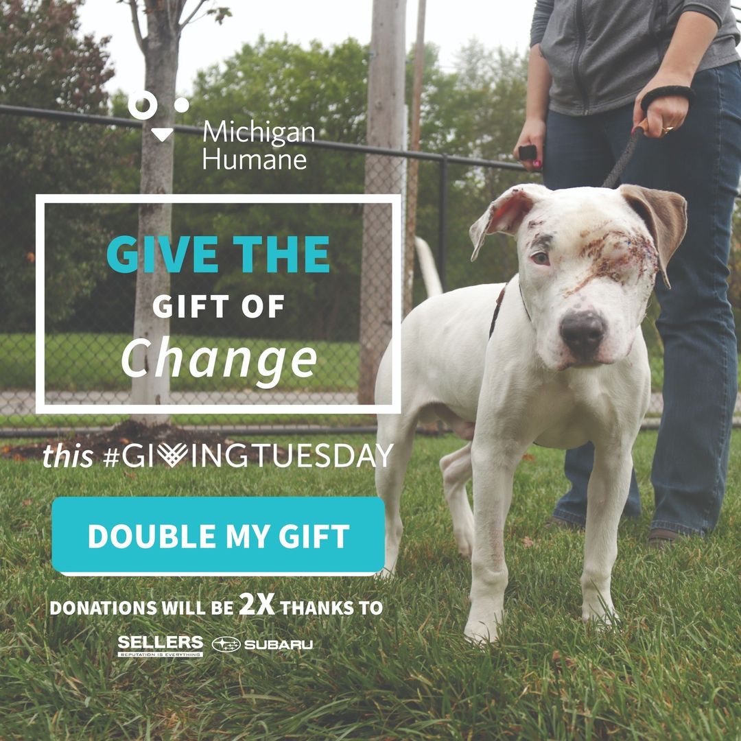 It's <a target='_blank' href='https://www.instagram.com/explore/tags/GivingTuesday/'>#GivingTuesday</a> and your help will change the lives of thousands of animals we care for every year - and you can double that impact today. All donations made today will be doubled by our partner, Sellers Subaru. To donate, visit the link in our bio.