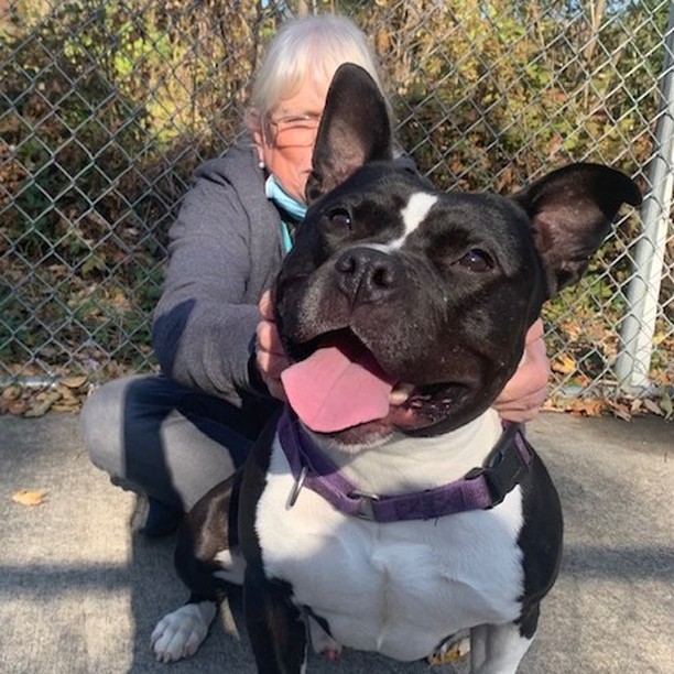 HERCULES- 2yo squishable Hulk with the best ears

People want cuddly dogs.
Hercules happens to be a VERY cuddly dog.
...Seriously...he won the award for 