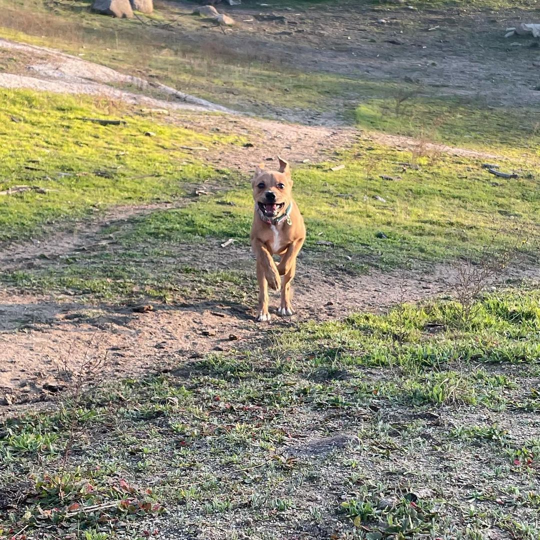 Hey there! It’s me Honey Bear! My foster mom says I’m just as sweet as honey and so very loving and cuddly. I’m a pretty amazing and well behaved 3 month old pup. I’m crate trained, seem to be house trained, good in the car, good off leash, large and small dog friendly, cat friendly, and am very quiet! I even know how to sit and am super treat motivated! My foster mom isn’t 100% sure what I am as I am a medium sized girl who is about 18 pounds right now. I will be about 50 pounds when full grown. She’s guessing me to be a Terrier and Shepherd mix! Whatever I am I sure am cute with goofy ears! I love to play with humans and other dogs and get the zoomies. I’m sure to be the perfect addition to anyone’s family. If that family is you please complete an online adoption application for me or contact my foster mom at (559)267-3607!