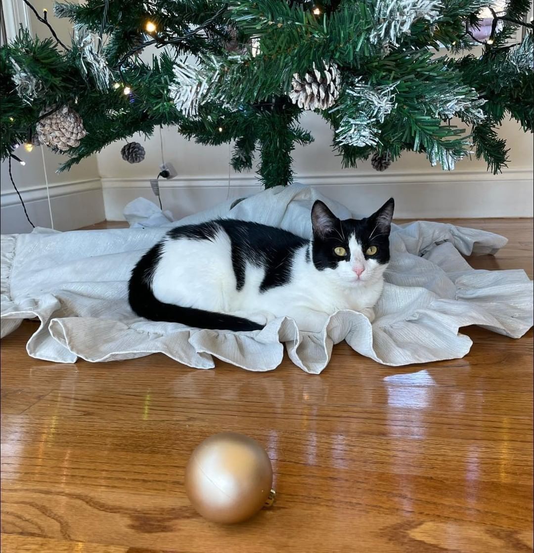 Any guesses how that ornament got there? Pepper has clearly practiced her innocent face. Apply to adopt Pepper at: https://forms.gle/txBistYv4TZGkSzW9