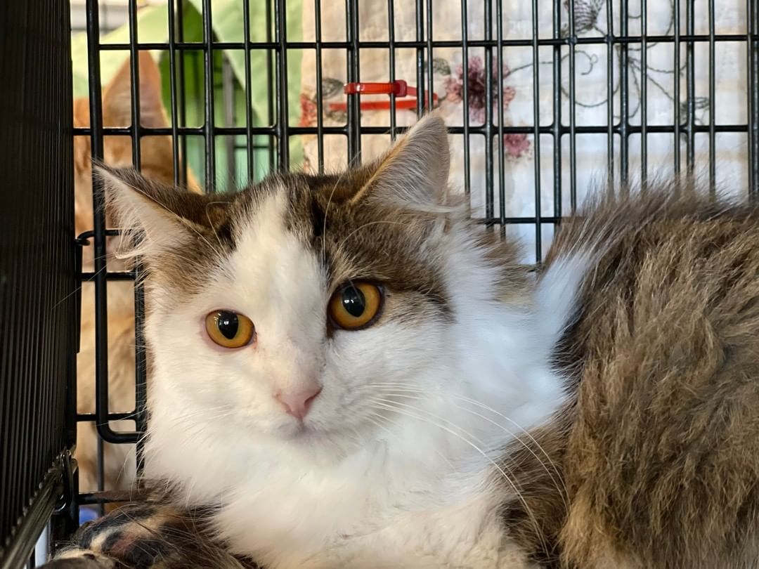 Ronda is a  7 month, DLH.

To adopt or foster, please call the facility. 209-533-3622 or fill out the form https://www.foac.us/cat-adoption-application/