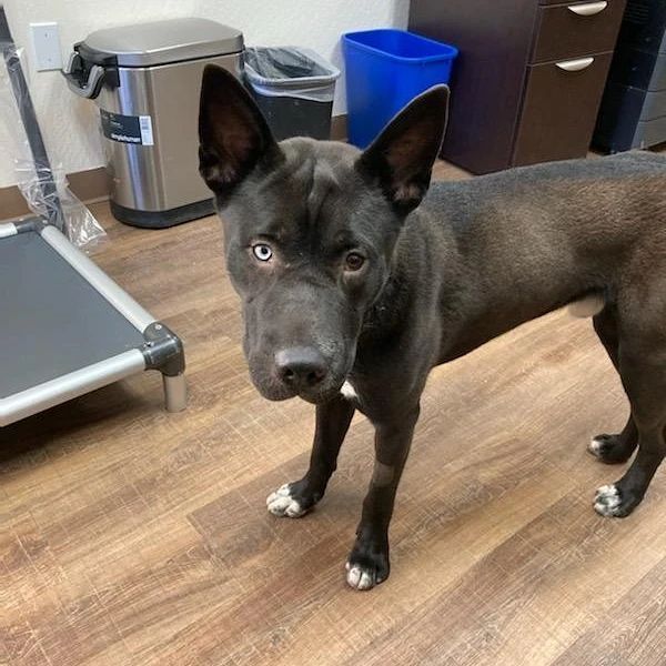 Quentin is playing the role of shop dog today! 🐾

He does occasionally doze off on duty, but we won't fault him for it 💙

<a target='_blank' href='https://www.instagram.com/explore/tags/quentingoescorporate/'>#quentingoescorporate</a>