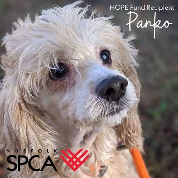 You have the power to give a suffering animal new hope ❤

We believe in investing the time and energy needed to heal every animal, even those with special medical needs.  Your <a target='_blank' href='https://www.instagram.com/explore/tags/GivingTuesday/'>#GivingTuesday</a> gift to the Norfolk SPCA HOPE Fund provides medical care for senior animals like Panko so they can be as happy and healthy as possible before adoption. 🐩

PLUS… give today and your gift will be DOUBLED, thanks to a generous match from the Norfolk SPCA Board of Directors, up to $10,000. That means a gift of $10 becomes $20, $25, becomes $50, and $50 becomes $100!

Help us reach out goal of $5,000 - Give now! Click the link in our bio 😁

Panko, an abandoned senior Cockapoo, suffered from eye and ear infections. Our veterinary team discovered that Panko did not produce enough tears, causing his eyes to dry out and become infected. Once evaluated, we began giving him eye medications daily. Additionally, both of Panko’s ears had severe bacterial and yeast infections. Luckily, this condition was also treatable. 

With the correct diagnosis and proper medications, Panko was ready for adoption. Despite all of Panko’s setbacks, he is still a spunky, sweet senior with some extra spring in his step. We are excited to share that Panko found his loving home this month! He is happy and healthy thanks to the HOPE Fund.