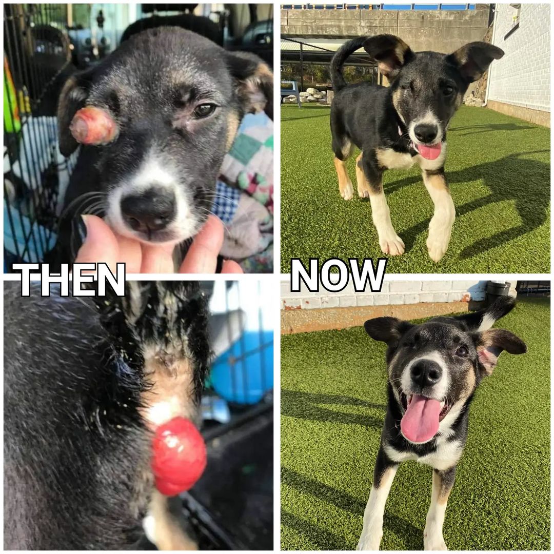 ⚠️Graphic Image Warning⚠️

We try to mostly show you our Lucky Dogs at their happiest...playing among their friends and healed from whatever illness or injury that brought them to our attention. But on today, <a target='_blank' href='https://www.instagram.com/explore/tags/GivingTuesday/'>#GivingTuesday</a>, we thought we would show you exactly the impact your generous donations have on our dogs.

This first slide is a photo of sweet Iggy at Lucky Dog Refuge, shortly before she was adopted to a wonderful forever family who adores her. What a bright future she has ahead! But that wasn't always the case. If you swipe (**graphic image warning**) you'll see how we found her. She was abandoned with a prolapsed rectum and a bulging eye, caused by blunt force trauma. The finder couldn't afford to care for her so the choice was either to find rescue for her or take her to the pound, where she would be euthanized. She was only 12 weeks old.

That when our super foster Stacey sent us a literal 🆘️ and we stepped in. Iggy immediately had surgery and was well enough to join us in CT a month or so later, where she made close friends with the other Lucky Dogs before finding her forever family. 

But that fairy tail ending wouldn't have been possible without the generous donations from our supporters. Donors like you literally saved her life a couple months ago...and you may not even have known it. 

When you see our happy Lucky Dogs, they almost all have a story similar to Iggy's - some even worse. So your support goes an incredibly long way. Please consider donating, sharing, or creating a fundraiser for LDR this <a target='_blank' href='https://www.instagram.com/explore/tags/GivingTuesday/'>#GivingTuesday</a> so more pups like Iggy can have amazing futures.

<a target='_blank' href='https://www.instagram.com/explore/tags/givingtuesday/'>#givingtuesday</a> <a target='_blank' href='https://www.instagram.com/explore/tags/giveback/'>#giveback</a> <a target='_blank' href='https://www.instagram.com/explore/tags/giving/'>#giving</a> <a target='_blank' href='https://www.instagram.com/explore/tags/savealife/'>#savealife</a> <a target='_blank' href='https://www.instagram.com/explore/tags/rescuedogsofinstagram/'>#rescuedogsofinstagram</a> <a target='_blank' href='https://www.instagram.com/explore/tags/rescuedog/'>#rescuedog</a> <a target='_blank' href='https://www.instagram.com/explore/tags/rescue/'>#rescue</a> <a target='_blank' href='https://www.instagram.com/explore/tags/adoptdontshop/'>#adoptdontshop</a> <a target='_blank' href='https://www.instagram.com/explore/tags/foster/'>#foster</a> <a target='_blank' href='https://www.instagram.com/explore/tags/adopt/'>#adopt</a> <a target='_blank' href='https://www.instagram.com/explore/tags/donate/'>#donate</a> <a target='_blank' href='https://www.instagram.com/explore/tags/share/'>#share</a> <a target='_blank' href='https://www.instagram.com/explore/tags/fundraiser/'>#fundraiser</a>