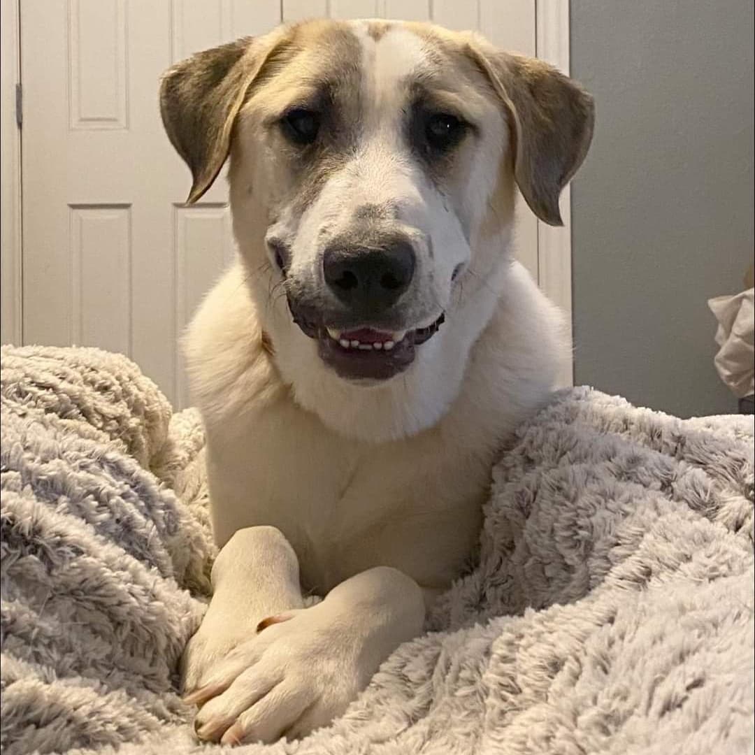 Now this looks like a dog that knows he's handsome!! 

Willie is a 70lb Pyrenees/Anatolian mix. He is less than a year old and hasn’t had the best start to his doggie life so far. After being dumped in a cemetery and left to fend for himself with his brothers and sister for over 2 weeks, he was rescued and brought to Wisconsin. He is slowly adjusting to life in his foster home and still unsure of everything. A fenced in yard would be best for him to be able to go in and outside at his own pace since he is uncomfortable walking on a leash. He knows to go potty outside but it can be difficult to get him to go if he’s leashed. He is learning to trust and love dog life more and more every day. He needs flexibility and patience to discover his surroundings and people in his own time. He’s a cuddler and loves the comfort of people around and having a warm bed to sleep in. He will need a patient and loving family to give him the time to adjust and trust them, but Willie is worth the wait. He’s got a lot of love to give he just doesn’t know who to give it to. Is that you?

<a target='_blank' href='https://www.instagram.com/explore/tags/adoptdontshop/'>#adoptdontshop</a>
<a target='_blank' href='https://www.instagram.com/explore/tags/luckymuttswi/'>#luckymuttswi</a>
<a target='_blank' href='https://www.instagram.com/explore/tags/rescuedogsmke/'>#rescuedogsmke</a>
<a target='_blank' href='https://www.instagram.com/explore/tags/doglovers/'>#doglovers</a>
<a target='_blank' href='https://www.instagram.com/explore/tags/rescuedogsofinstagram/'>#rescuedogsofinstagram</a>
<a target='_blank' href='https://www.instagram.com/explore/tags/sweetpup/'>#sweetpup</a>
<a target='_blank' href='https://www.instagram.com/explore/tags/mke/'>#mke</a>
<a target='_blank' href='https://www.instagram.com/explore/tags/mkepup/'>#mkepup</a>
<a target='_blank' href='https://www.instagram.com/explore/tags/wisconsinrescue/'>#wisconsinrescue</a>
<a target='_blank' href='https://www.instagram.com/explore/tags/lovedogs/'>#lovedogs</a>
<a target='_blank' href='https://www.instagram.com/explore/tags/rescue/'>#rescue</a>
<a target='_blank' href='https://www.instagram.com/explore/tags/foster/'>#foster</a>
<a target='_blank' href='https://www.instagram.com/explore/tags/adopt/'>#adopt</a>
<a target='_blank' href='https://www.instagram.com/explore/tags/dogsofinstagram/'>#dogsofinstagram</a>
<a target='_blank' href='https://www.instagram.com/explore/tags/dogrescue/'>#dogrescue</a>
<a target='_blank' href='https://www.instagram.com/explore/tags/bigdoglovers/'>#bigdoglovers</a>
<a target='_blank' href='https://www.instagram.com/explore/tags/bigboy/'>#bigboy</a>
<a target='_blank' href='https://www.instagram.com/explore/tags/handsome/'>#handsome</a>
<a target='_blank' href='https://www.instagram.com/explore/tags/cuddle/'>#cuddle</a>
<a target='_blank' href='https://www.instagram.com/explore/tags/anatolian/'>#anatolian</a>