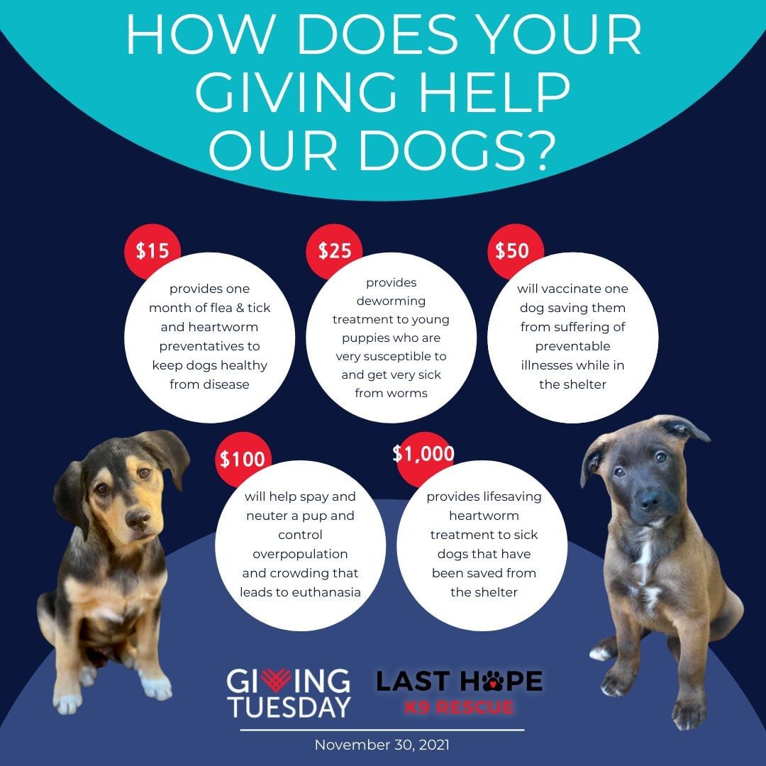 Please consider supporting Last Hope K9 Rescue this <a target='_blank' href='https://www.instagram.com/explore/tags/GivingTuesday/'>#GivingTuesday</a> and help us carry out our mission of saving abandoned, neglected, and/or abused dogs from high-kill shelters in Central Arkansas and beyond.

Your contribution will make an impact, whether you donate $5 or $5,000. This is what your gift can do for one dog:

$5: Collar & ID Tag
$10: One Month of Flea/Tick & HW Preventatives
$25: Deworming
$50: Vaccines
$100: Spay/Neuter Surgery
$150: Health Certificate
$200: 48 Hour Stay at QT
$300: X-rays
$500: Dental
$1,000: Heartworm Treatment
$2,500: Parvovirus Treatment
$5,000: Orthopedic Surgery

Please consider making a gift of any size to Last Hope K9 today. As an all-volunteer organization, every single dollar benefits our foster dogs directly and saves lives in Massachusetts and Arkansas.

Link to donate in bio.