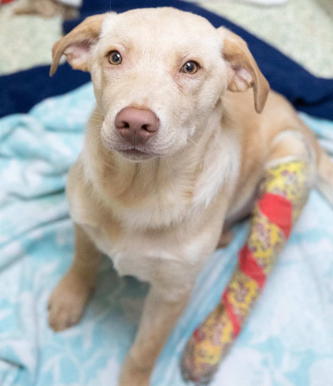 For Giving Tuesday, your gift of any size is MATCHED! We have a goal of $10,000 to help neglected animals like Buffalo Plaid. 

We don’t know if this puppy was abused, attacked, or hit by a car...we just know he came to us with a broken leg and open sores. And he desperately needed help.

Our shelter medical team is working hard to save Buffalo Plaid’s leg. He’s now wearing a splint and getting laser therapy to help heal his wounds. One of our loving foster families is giving this sweet guy plenty of TLC during his recovery. 

We’re giving our all every day for Buffalo Plaid. Can you help us today on Giving Tuesday? Every gift is DOUBLED to care for him and other injured animals in our community!