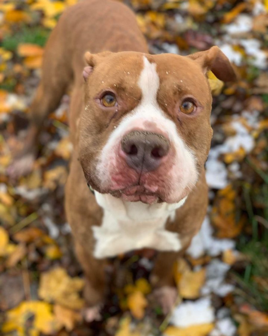 ID 49004618
Dino is smart and sensitive and has been very friendly and ready to go along with everyone he’s bet while with us. He has a beautiful red brindle coat and eyes that smile. He’s about 1-2 years old and around 70 pounds.
He’s done great in playgroups with other young energetic pitties while with us.
He walks pretty good on leash, shows signs of being housetrained and does a great sit for a cookie.