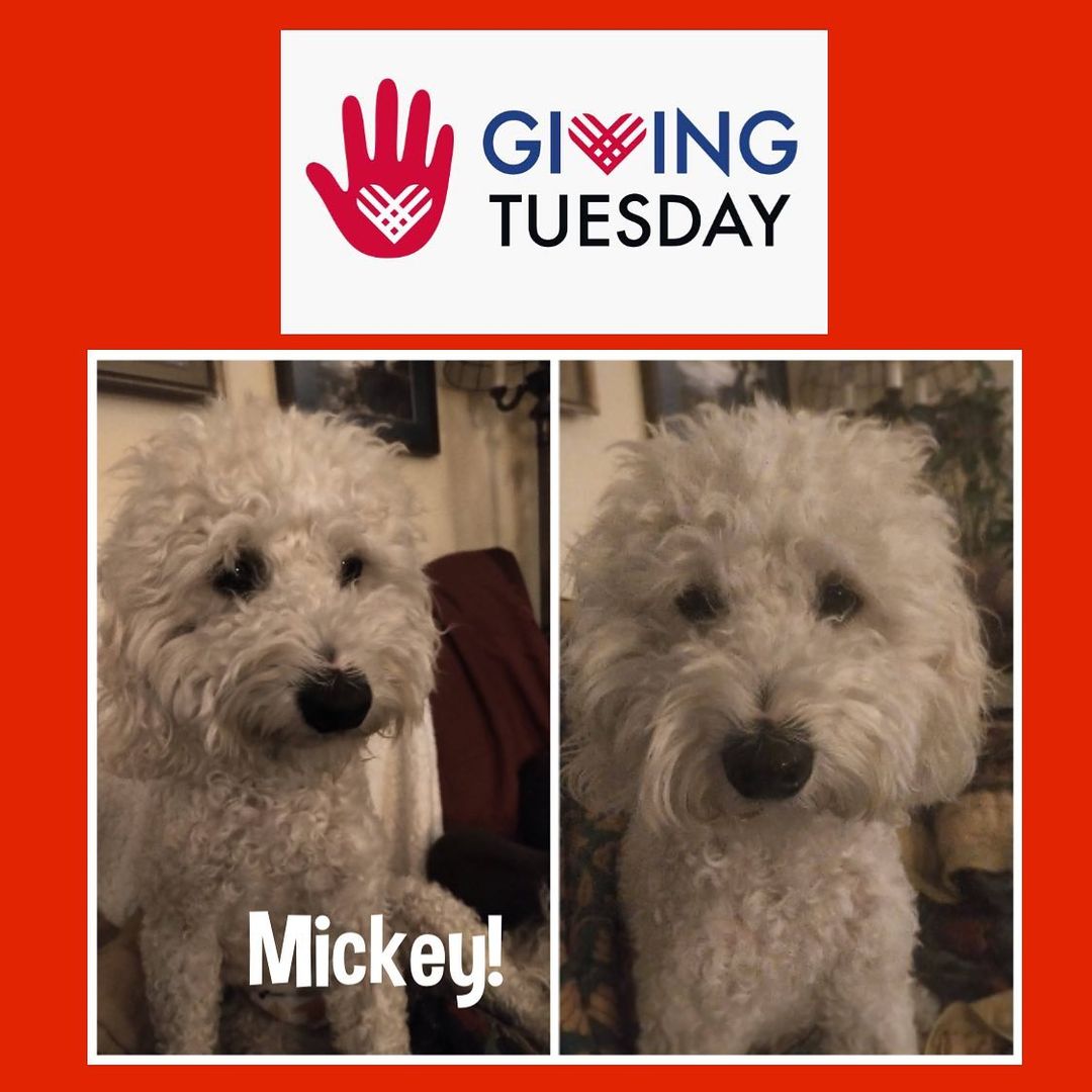 It’s Giving Tuesday, a day to give back to the causes that matter most to you. We appreciate your generosity and are touched by your kindness, always.

On Saturday we rescued a darling little guy from OC Shelter that we are calling Mickey (formerly Raymond). Poor guy was terrified of all the shelter noises. Rest assured he is now doing very well in a calm foster home! He will benefit from a spa day (that's Tuesday's plan!) and will be neutered next week. Despite coming 'from the streets', Mickey is already proving to be a sweet, trusting and gentle guy who loves cuddling, riding in cars and going for walks. 

Please remember little guys like Mickey on Giving Tuesday. Your  donations go directly to their care, as all of us at Bichon FurKids are volunteers, 'paid' by the satisfaction we receive helping FurKids.

On behalf of all the pups like Mickey, we thank you! 
<a target='_blank' href='https://www.instagram.com/explore/tags/givingtuesday/'>#givingtuesday</a> <a target='_blank' href='https://www.instagram.com/explore/tags/grateful/'>#grateful</a> <a target='_blank' href='https://www.instagram.com/explore/tags/support/'>#support</a> <a target='_blank' href='https://www.instagram.com/explore/tags/bichonsofinstagram/'>#bichonsofinstagram</a> <a target='_blank' href='https://www.instagram.com/explore/tags/bichonfrise/'>#bichonfrise</a> <a target='_blank' href='https://www.instagram.com/explore/tags/BFKMickey/'>#BFKMickey</a>