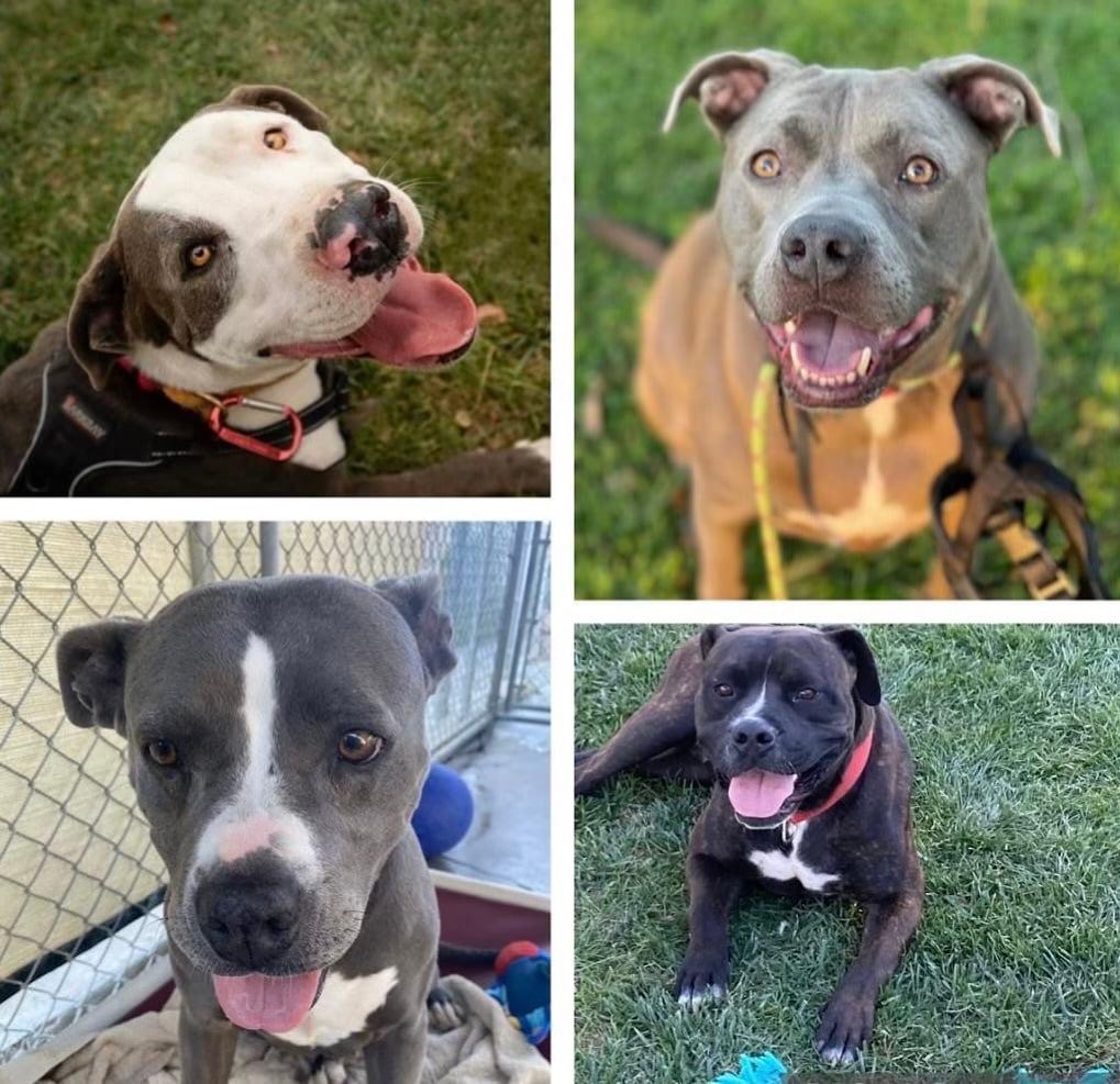 ❤❤❤A SPECIAL THANK YOU🙏🙏🙏

We want to give special thanks to our friends who donated yesterday for Giving Tuesday! We are so very grateful for your support, and for helping us to continue saving lives🐶🐶🐶

Pictured (top, left to right): 
Blueberry (adopted); Chevi (looking for her Forever Home)
(bottom, left to right):
Athena (looking for her Forever Home); Atlas (adopted).