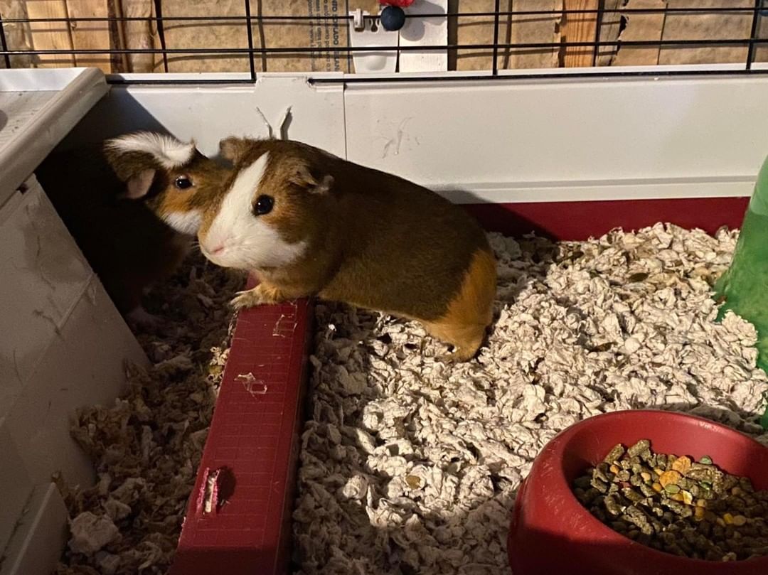 **HOME-TO-HOME ADOPTION**

S’more and Skelly are bonded father and son Piggies who are looking for their new home. 
They both love veggies and will squeak as soon as they hear you are home, as they love their afternoon veggie treats. 

If you are interested in these two sweet boys, please message us your contact info and we’ll pass it along to their current owner.