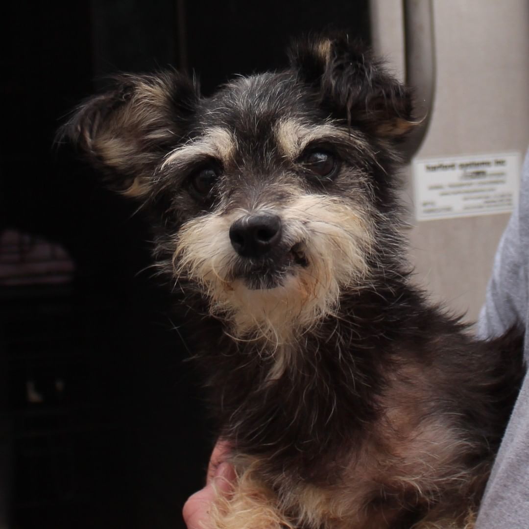 ❗️NEWS❗️ 23 dogs rescued from hoarding just arrived at our West Chester Campus. Saved by a PA shelter who asked for our help, we’ll medically evaluate each dog and groom those in poor condition. A few might be ready for adoption tomorrow, more in the coming days, and some are going to fosters. We’re accepting this large intake on top of our daily local work as one of the region’s only open access shelter; that means we take lost/stray animals from our service areas regardless of medical and behavior needs. Please support this important work with a <a target='_blank' href='https://www.instagram.com/explore/tags/GivingTuesday/'>#GivingTuesday</a> donation, with each $1 donated matched by a donor, up to $50,000: bvspca.org/givingtuesday (link in profile) <a target='_blank' href='https://www.instagram.com/explore/tags/givingtuesday2021/'>#givingtuesday2021</a> <a target='_blank' href='https://www.instagram.com/explore/tags/dachshund/'>#dachshund</a> <a target='_blank' href='https://www.instagram.com/explore/tags/shihtzu/'>#shihtzu</a> <a target='_blank' href='https://www.instagram.com/explore/tags/yorkie/'>#yorkie</a> <a target='_blank' href='https://www.instagram.com/explore/tags/bvspca/'>#bvspca</a>