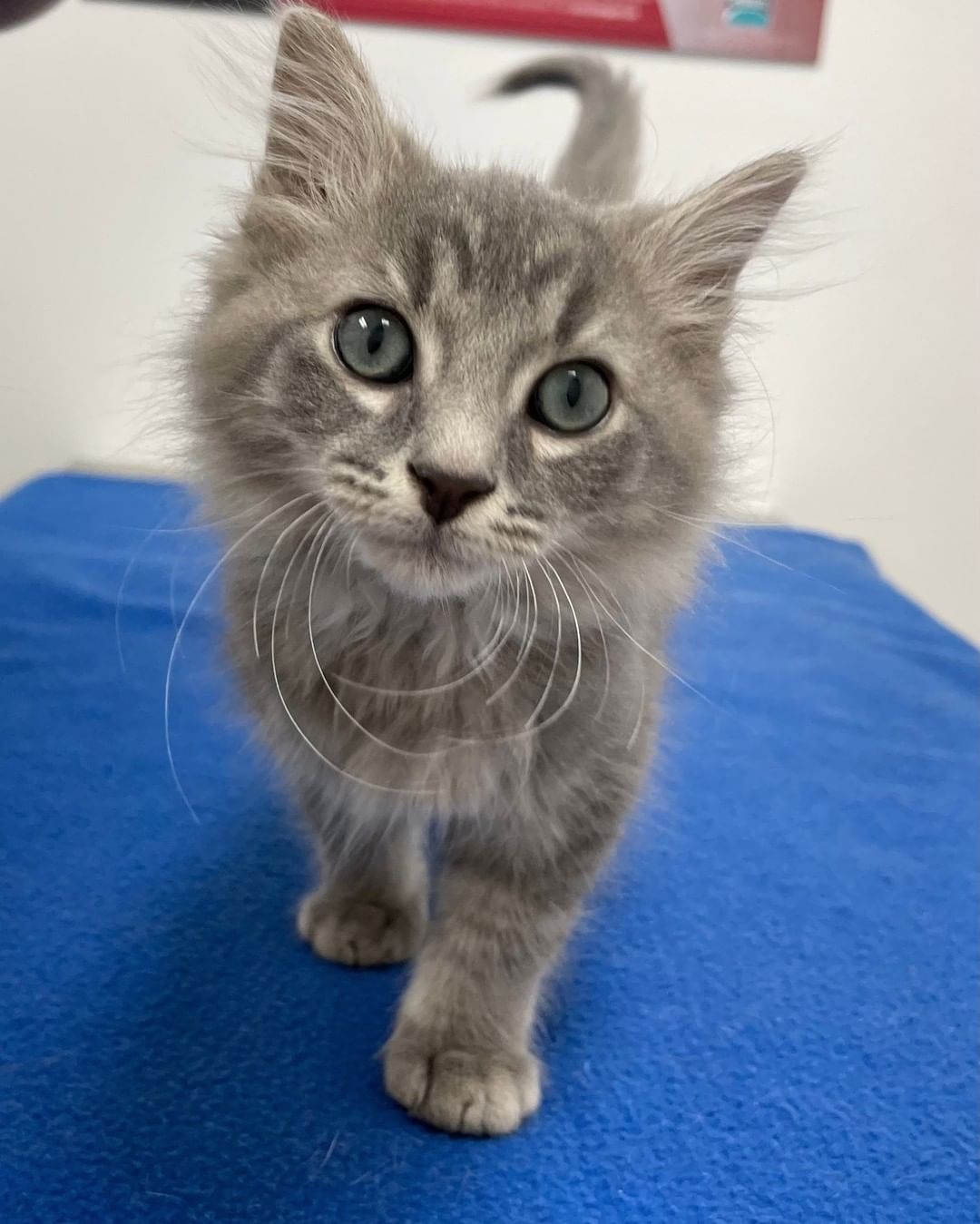 HOLIDAY KITTENS!
Take a sneak peak at a few of our kittens that will be ready for the holidays.  Check out our website on December 1 to find out more.  www.catrangers.org.